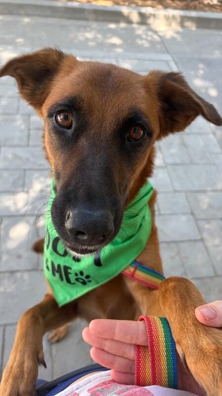 Enlarge Lucy, a Adoptable mixed breed in Van Nuys, CA image 6/6