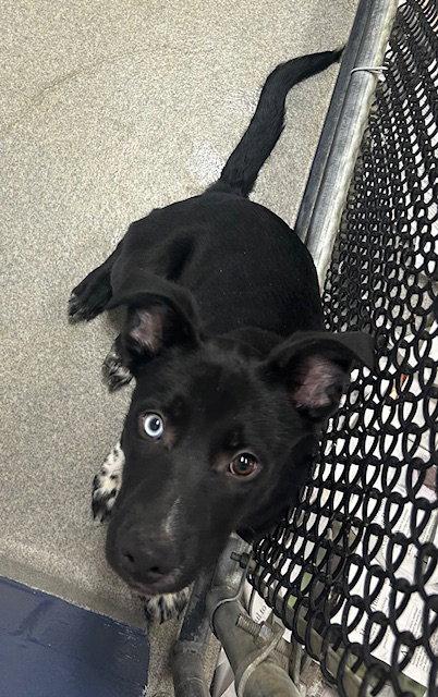 Enlarge Goose 3 months AVAIL 4/22, a Adoptable Labrador Retriever in Sterling, MA image 1/1