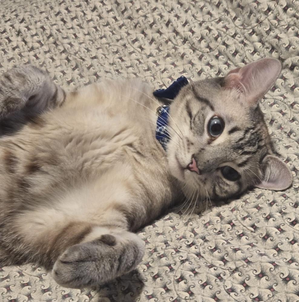 (CP) Omar, adopted, Kitten Male Tabby & Domestic Short Hair.