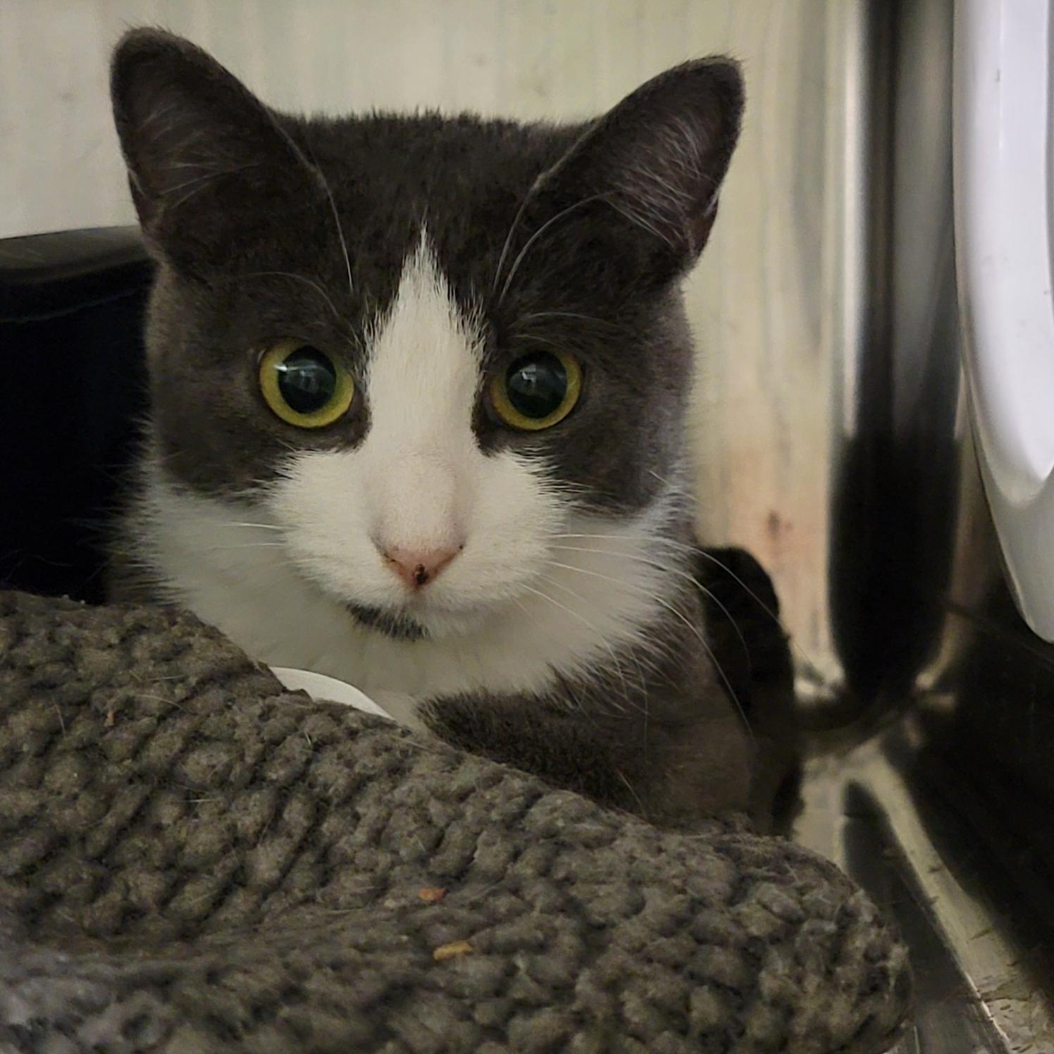 Mrs. Thumbs (Spayed) (Bonded Pair w/Weebles)