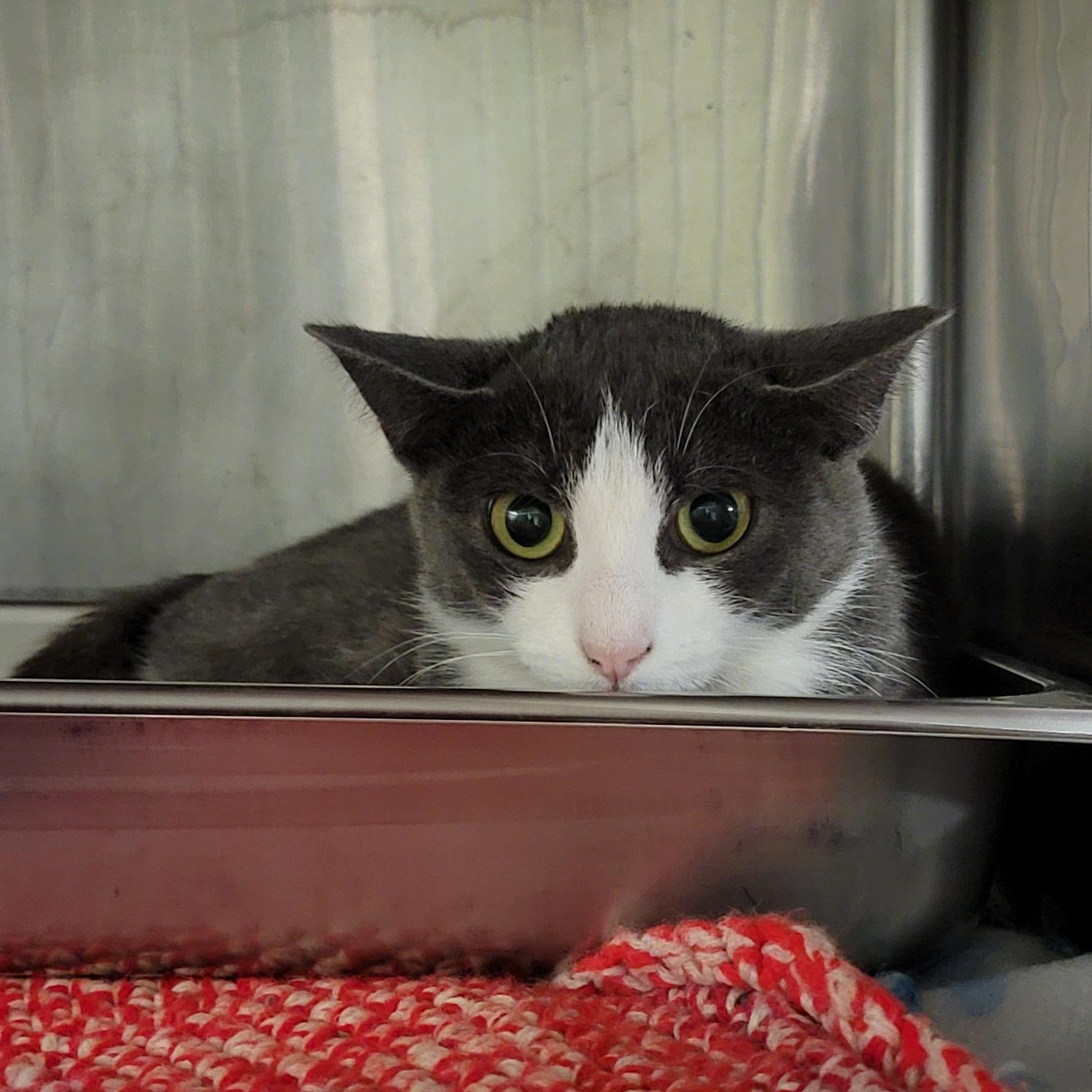 Mrs. Thumbs (Spayed) (Bonded Pair w/Weebles)