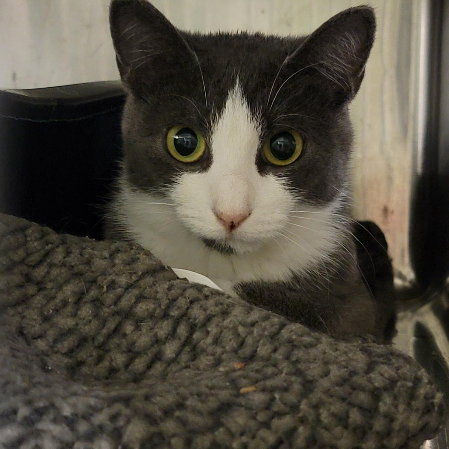 Mrs. Thumbs (Spayed) (Bonded Pair w/Weebles)