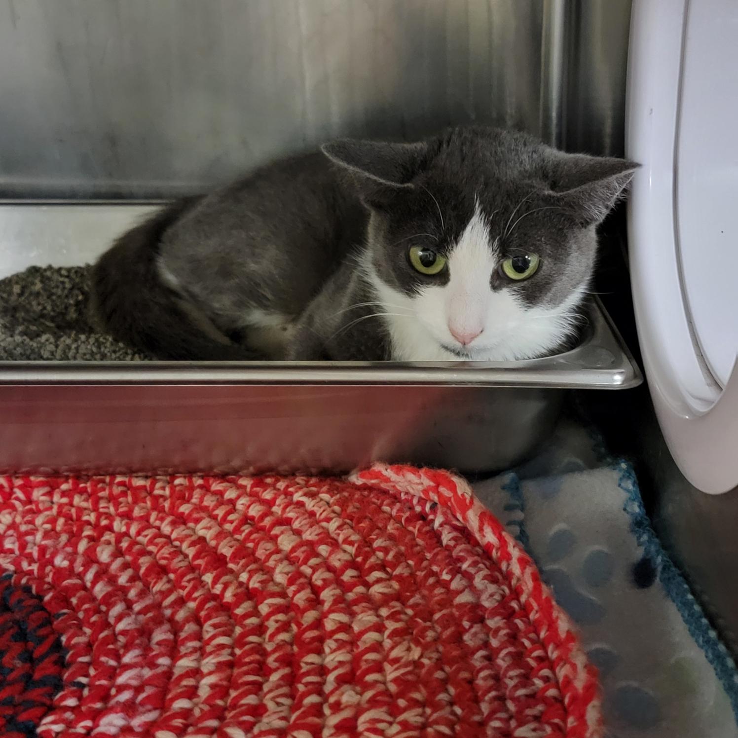 Mrs. Thumbs (Spayed) (Bonded Pair w/Weebles)