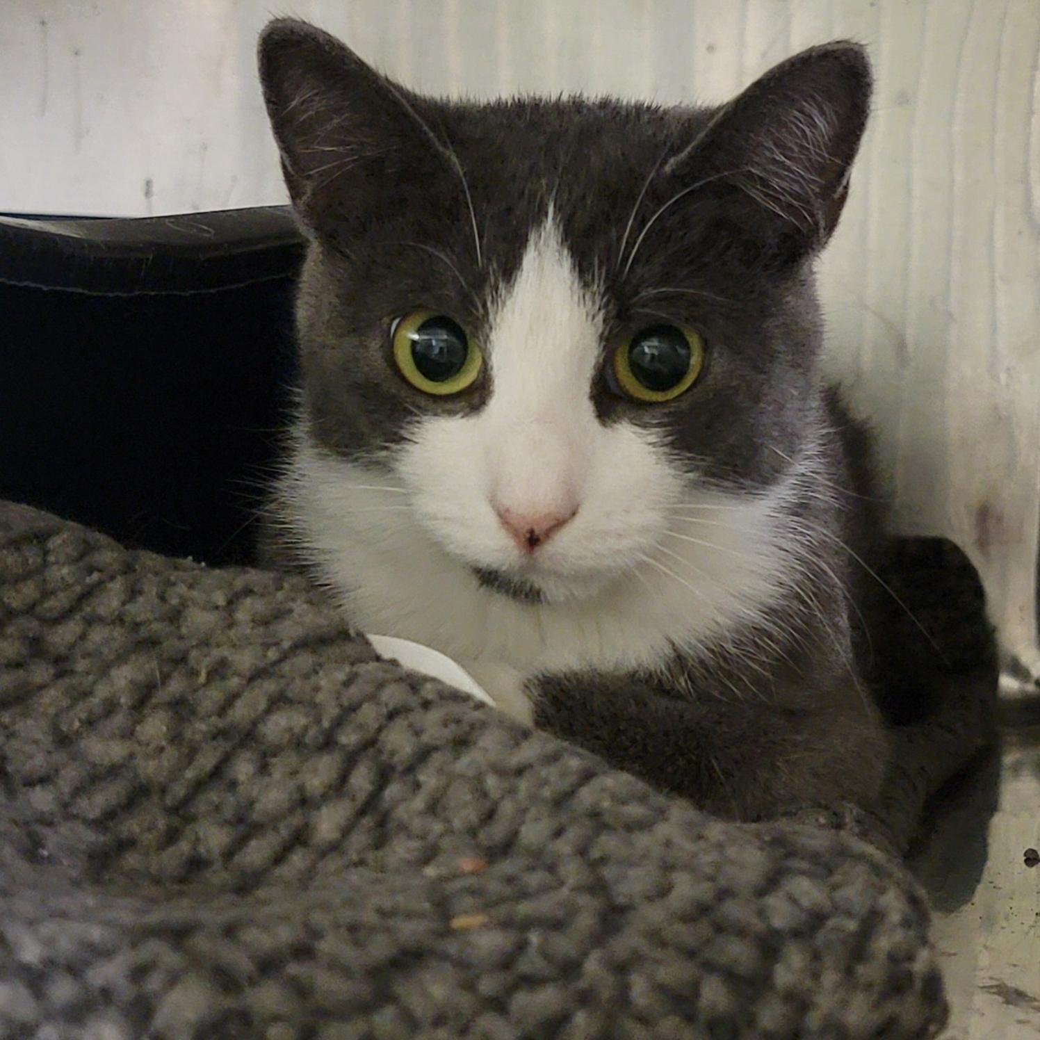 Mrs. Thumbs (Spayed) (Bonded Pair w/Weebles)