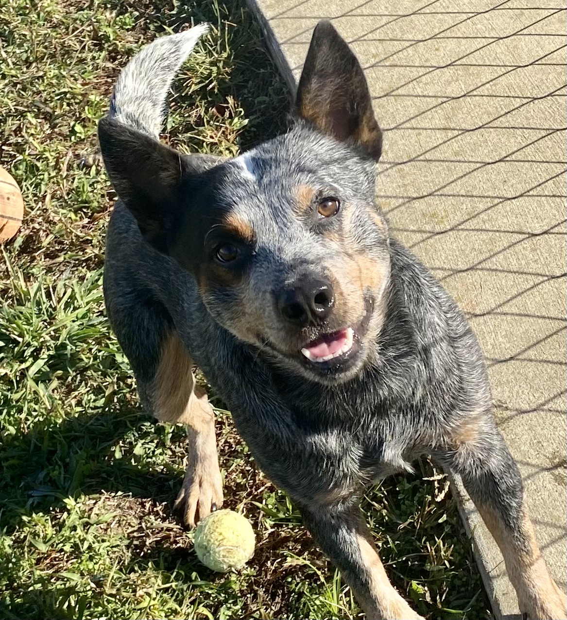 Dog for adoption Buck, an Australian Cattle Dog / Blue Heeler Mix in