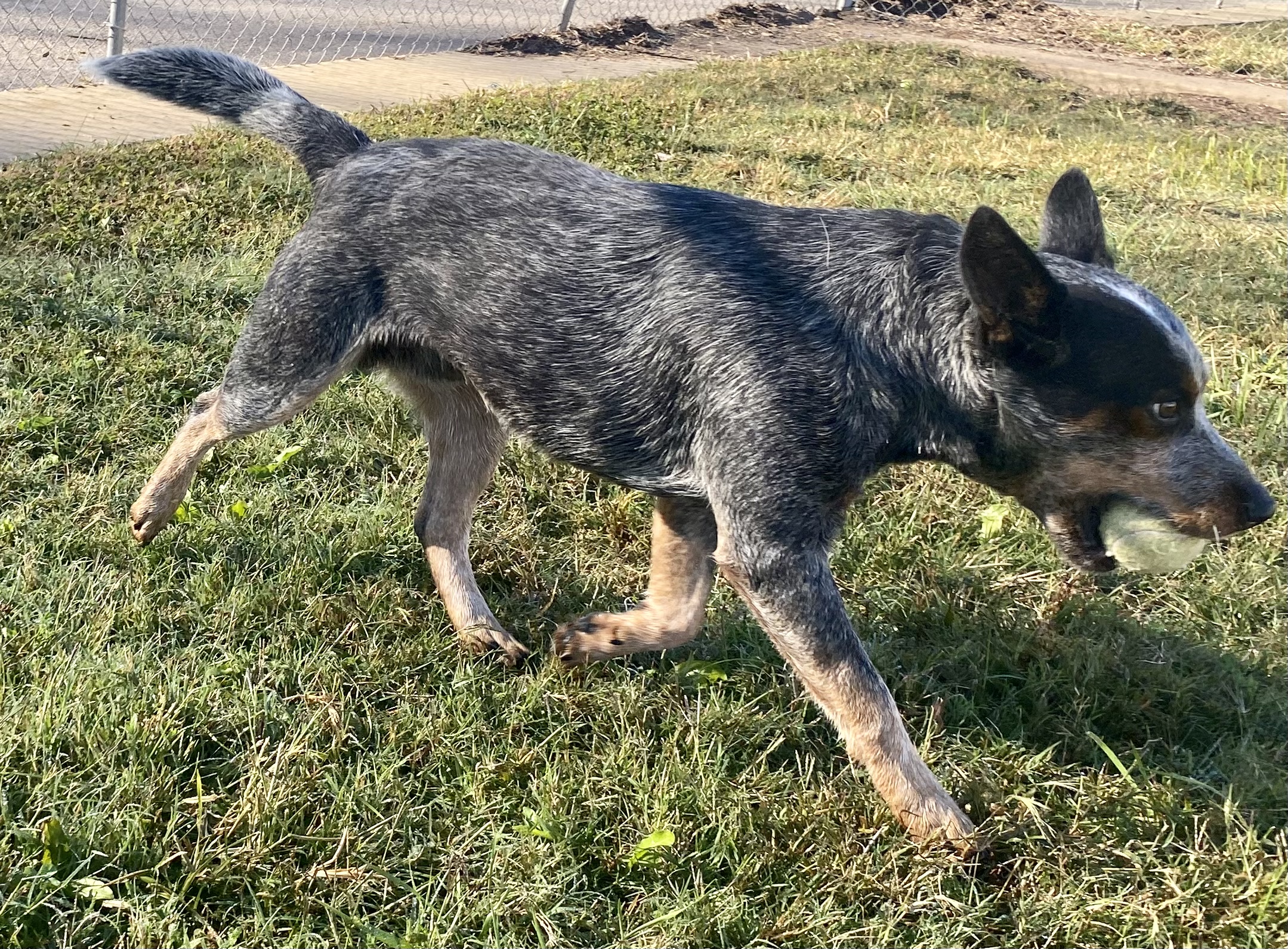 Dog for adoption Buck, an Australian Cattle Dog / Blue Heeler Mix in