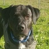 Enlarge Braveheart, a Adoptable mixed breed in Longview, WA image 1/6