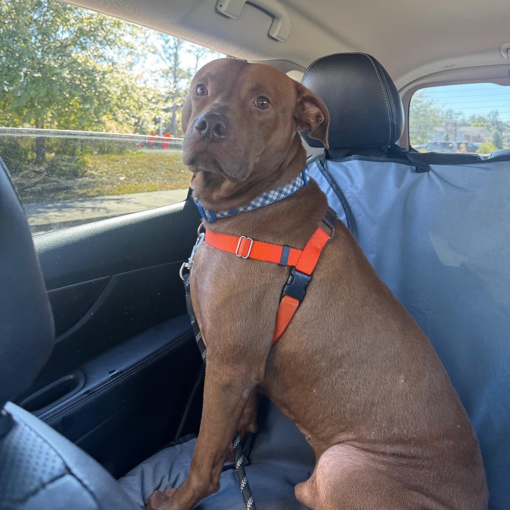 Tucker, Adoptable, Senior Male Mixed Breed.