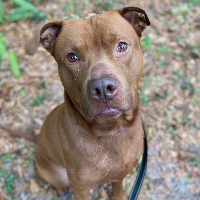Enlarge Tucker, a Adoptable Mixed Breed in Jacksonville, FL image 1/1