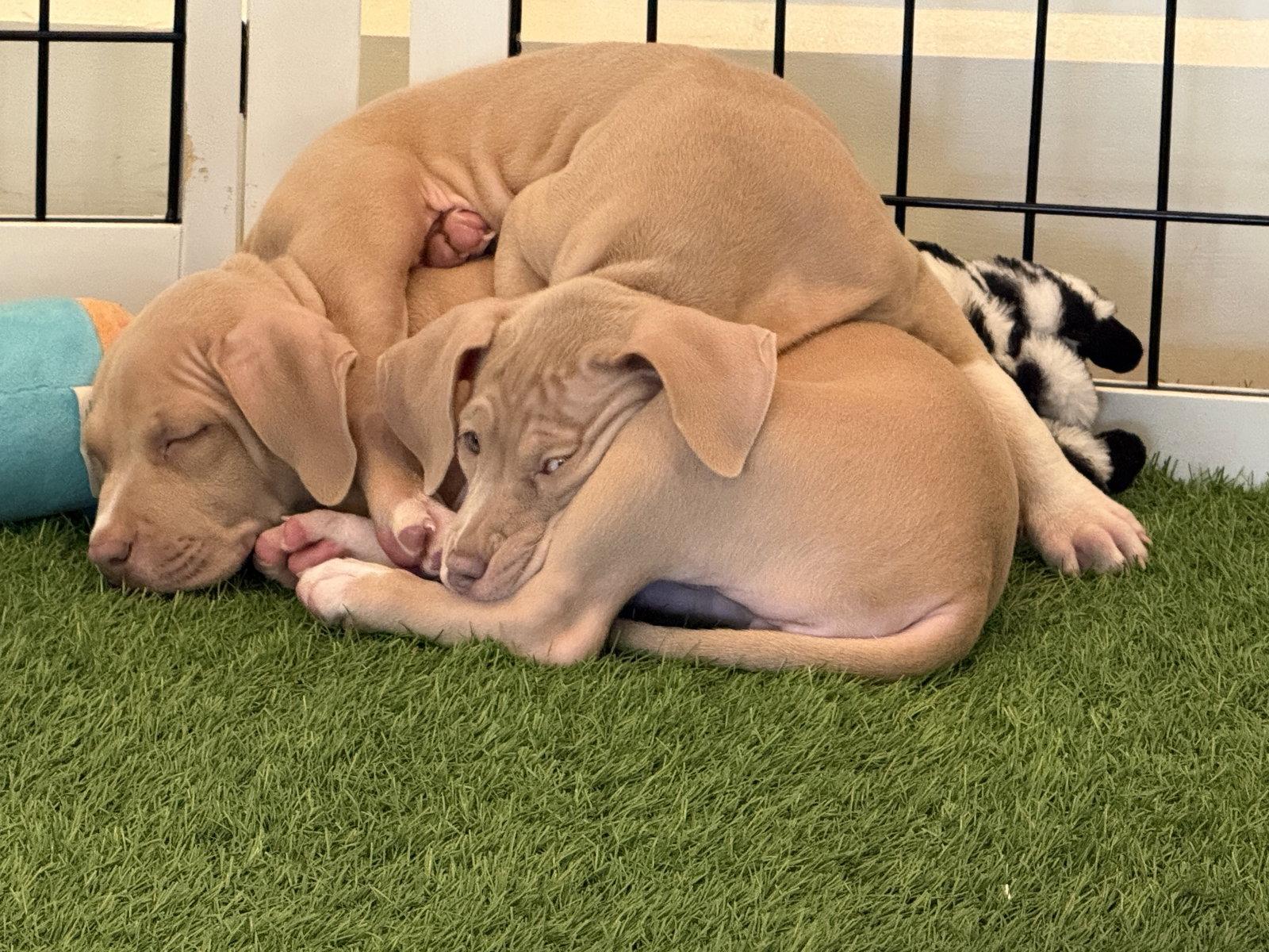 Enlarge Tulip, a Adopted Hound in Sanford, FL image 1/3