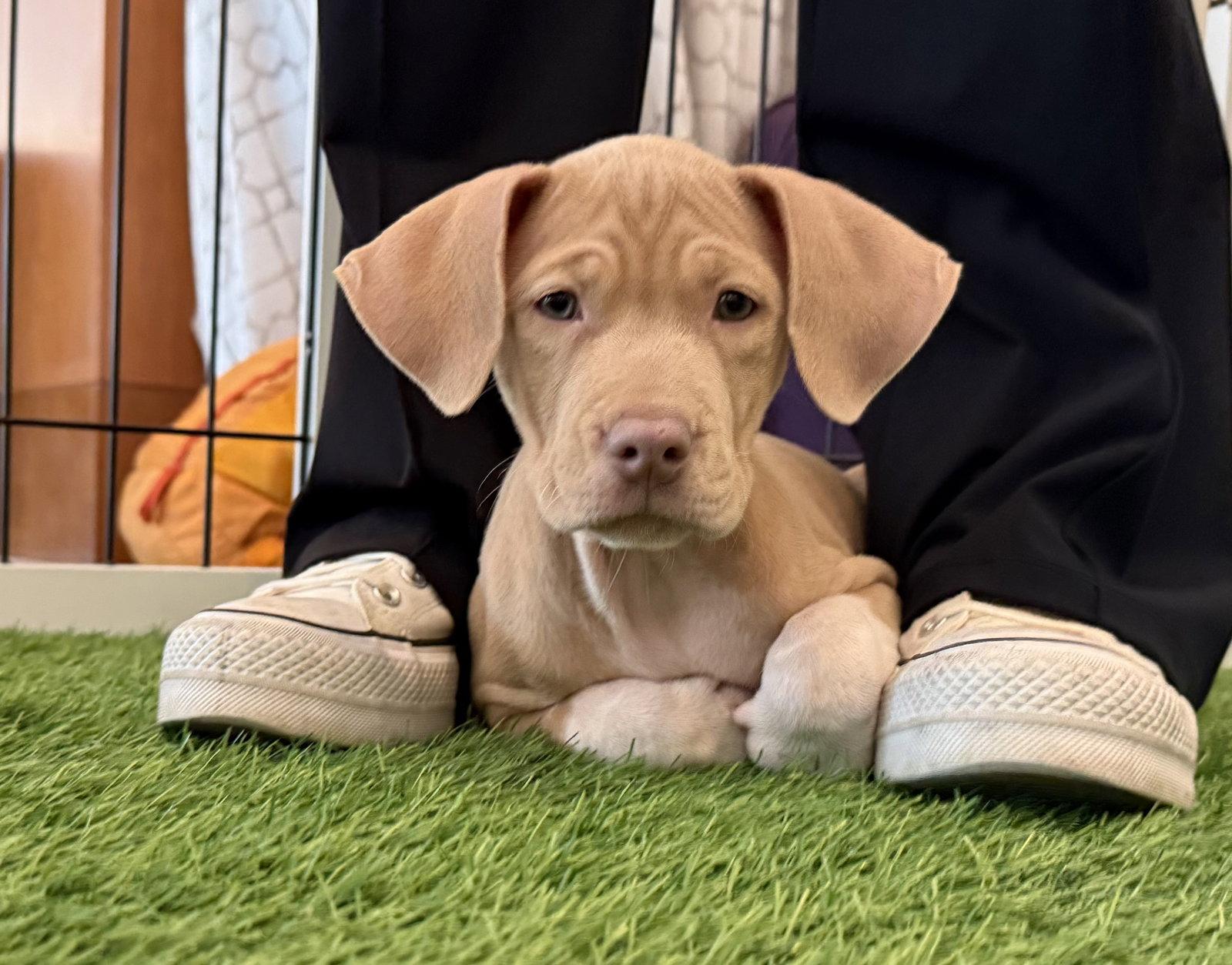 Enlarge Tulip, a Adopted Hound in Sanford, FL image 2/3