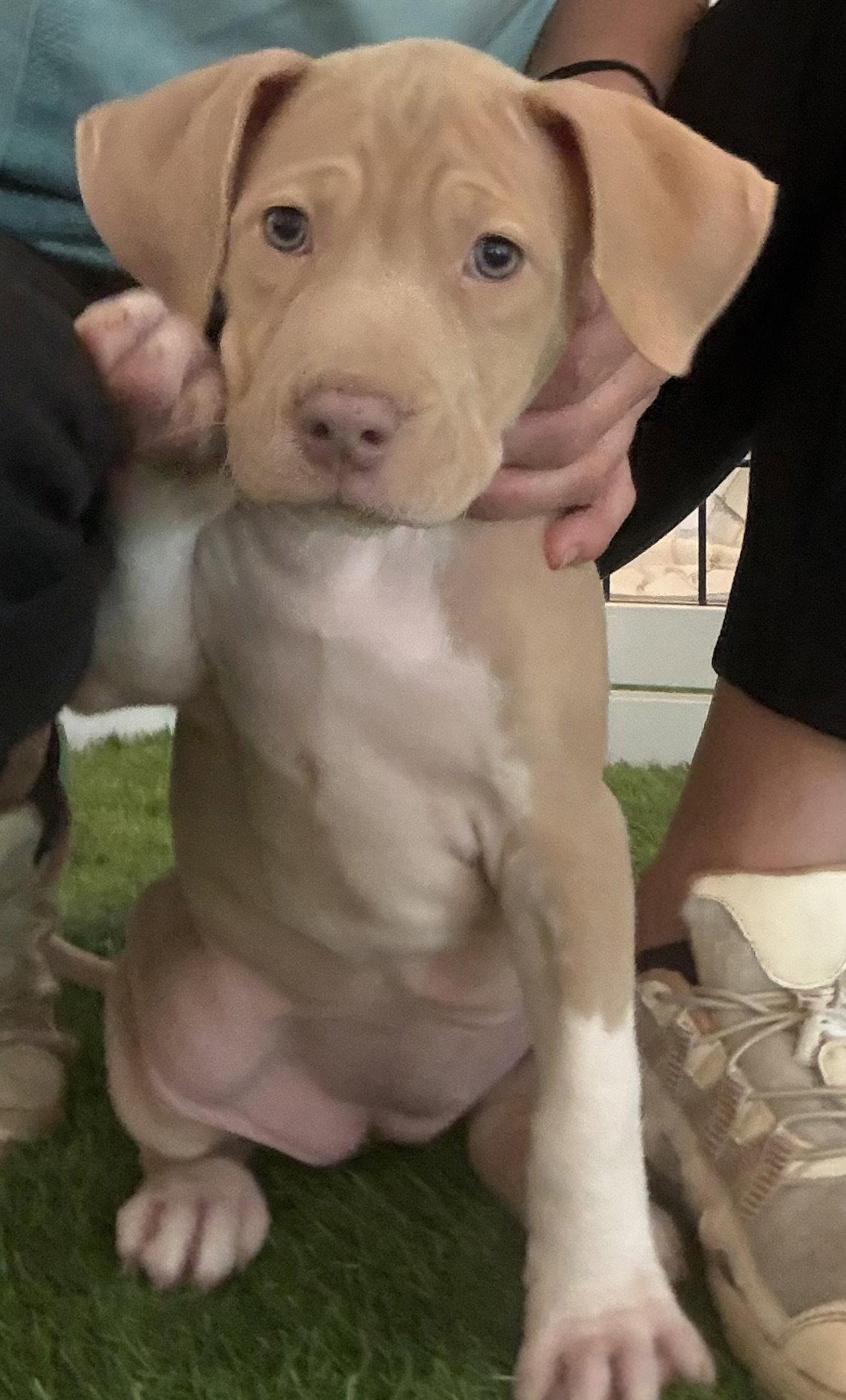 Enlarge Tulip, a Adopted Hound in Sanford, FL image 3/3