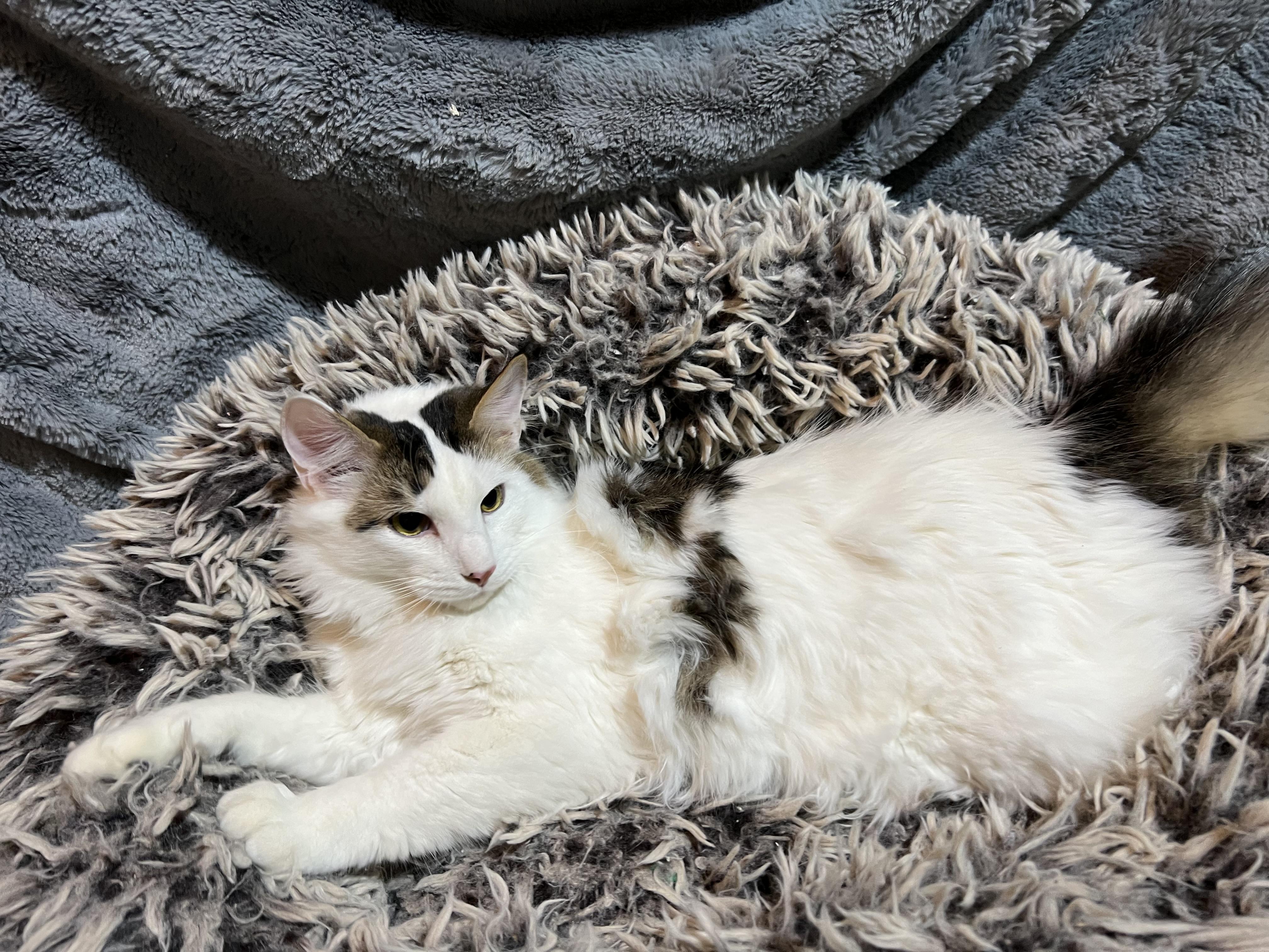 Enlarge Twix, a Adoptable Domestic Long Hair in Newborn, GA image 2/3