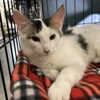 Twix, Adoptable, Young Male Domestic Long Hair.