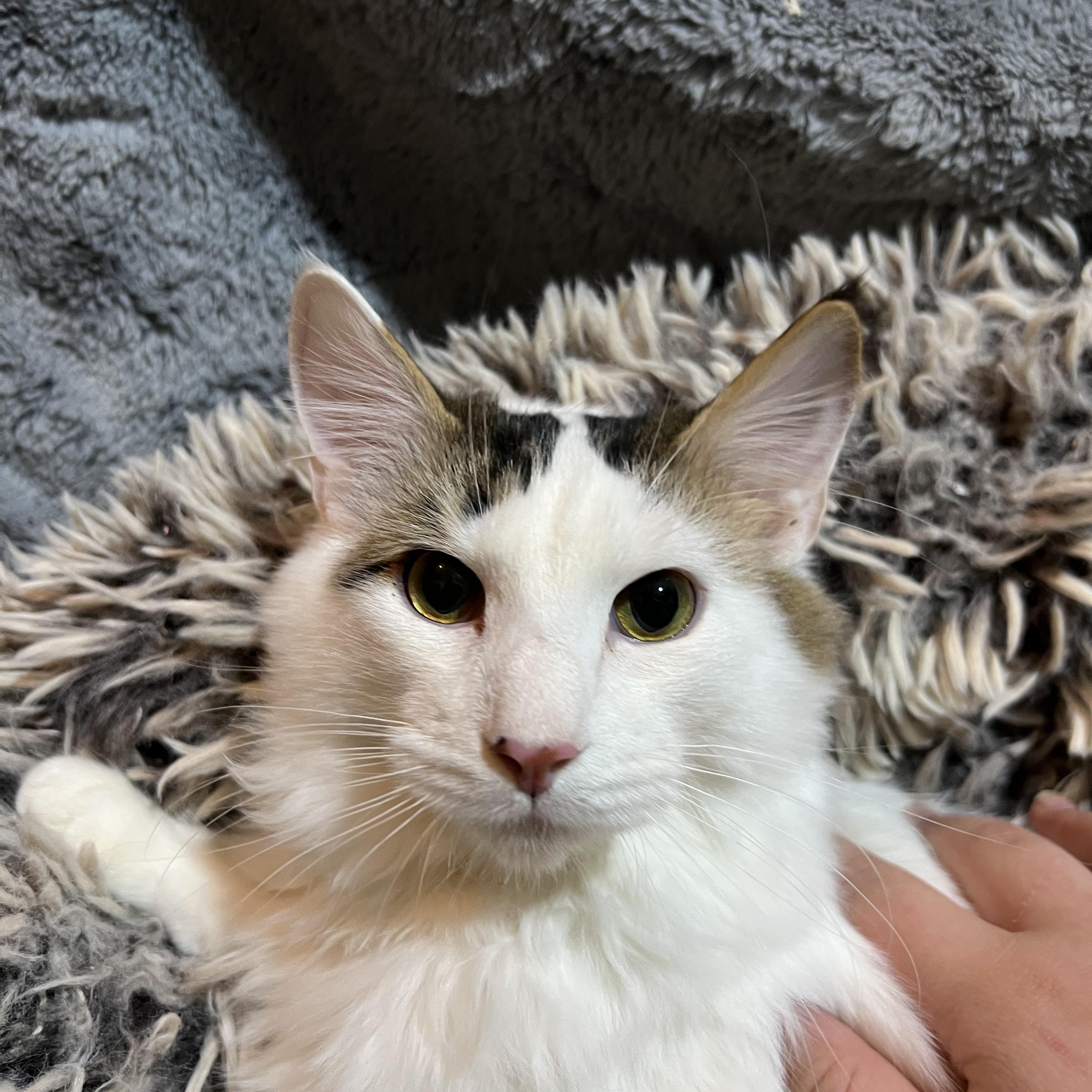 Enlarge Twix, a Adoptable Domestic Long Hair in Newborn, GA image 3/3