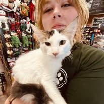 Enlarge Twix, a Adoptable Domestic Long Hair in Newborn, GA image 3/5