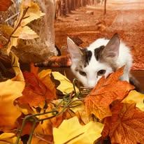 Enlarge Twix, a Adoptable Domestic Long Hair in Newborn, GA image 4/5