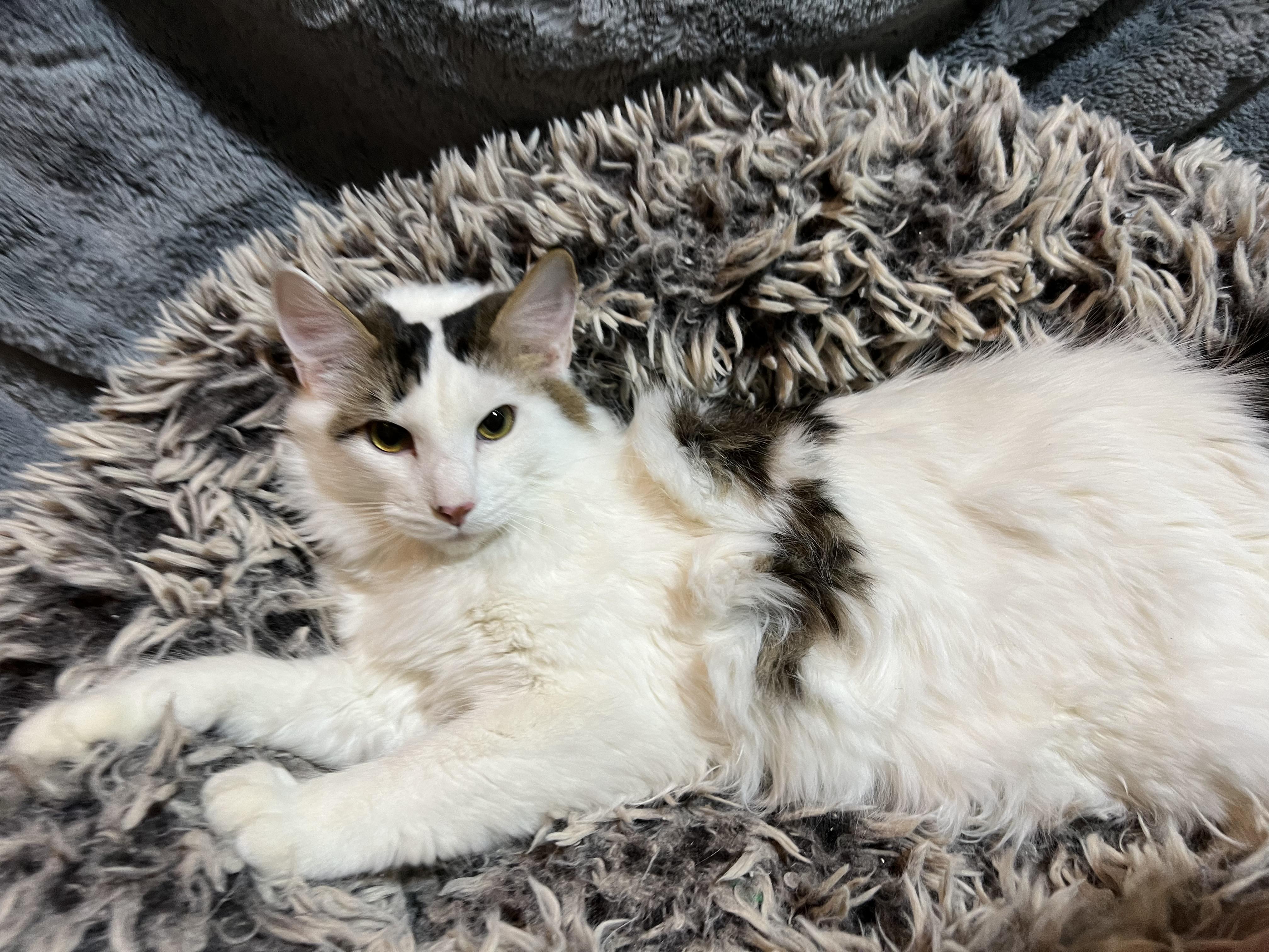 Twix, Adoptable, Young Male Domestic Long Hair.