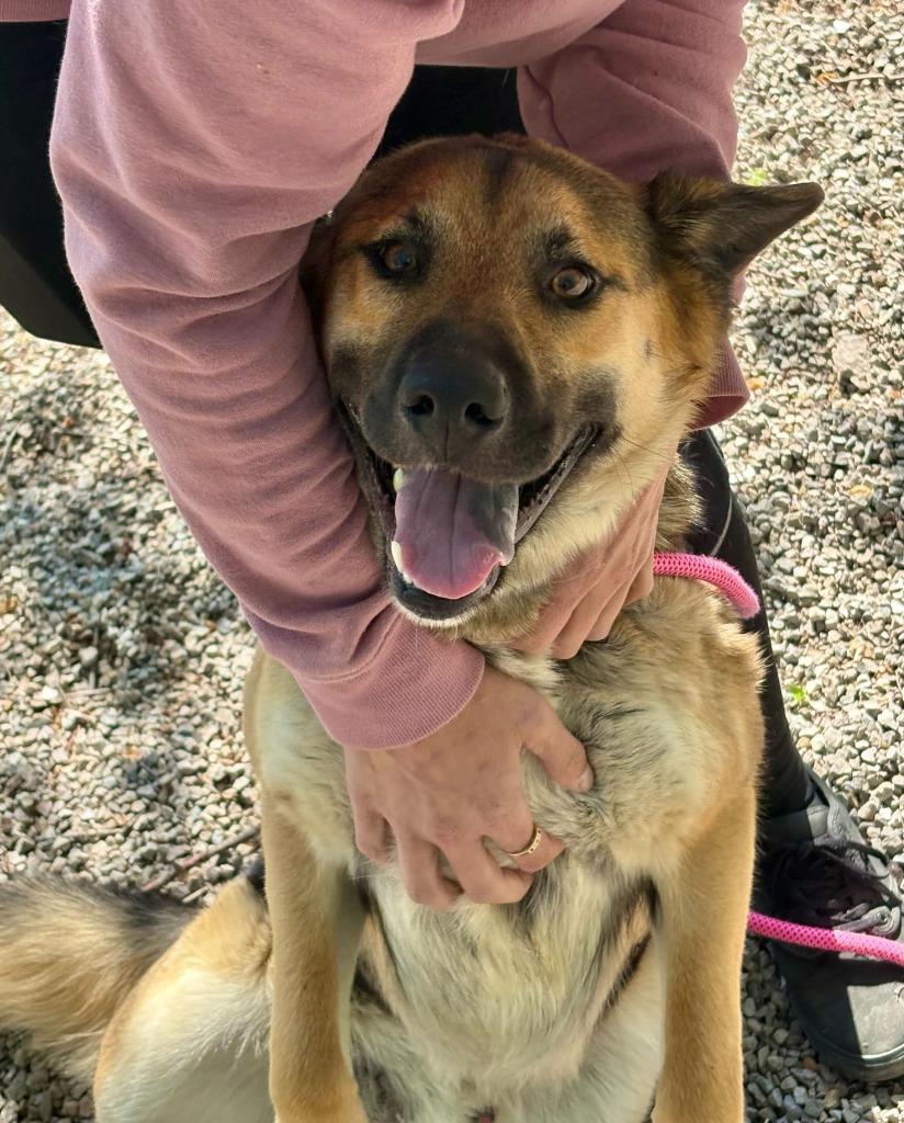 Brownie Blizzard, Adoptable, Young Male German Shepherd Dog & Mixed Breed.