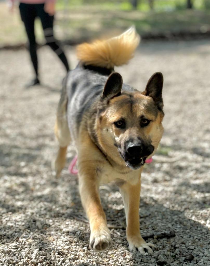 Brownie Blizzard, a Adoptable mixed breed in Chillicothe, OH image 2/3