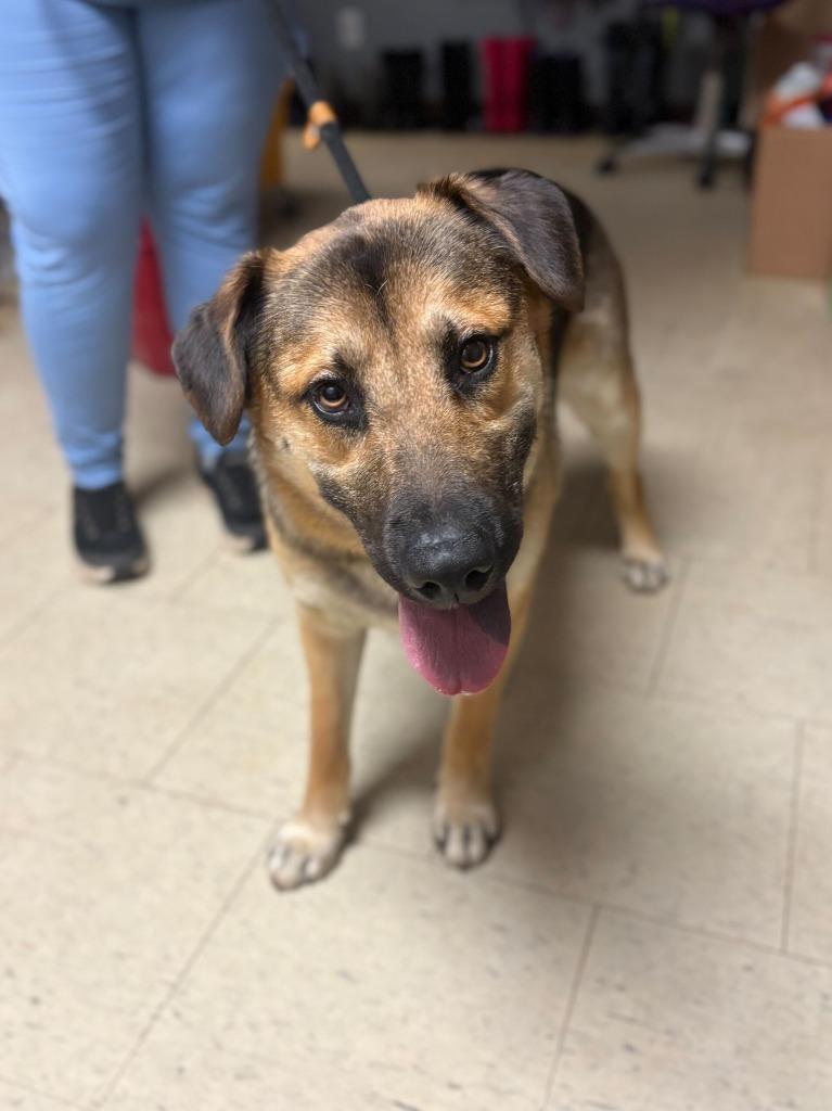Brownie Blizzard, Adoptable, Young Male German Shepherd Dog & Mixed Breed.