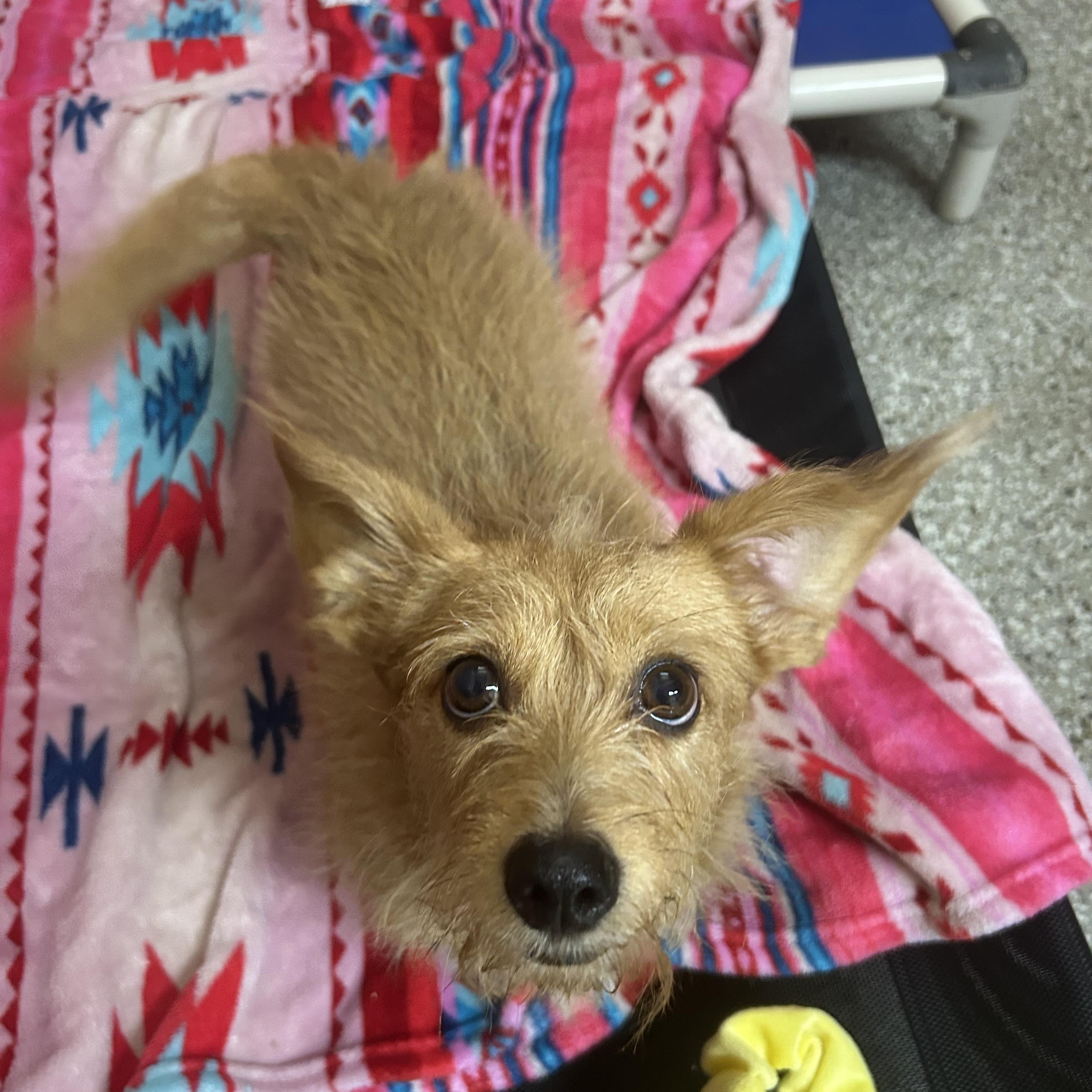 Enlarge Marley, a Adoptable mixed breed in Hendersonville, TN image 1/1