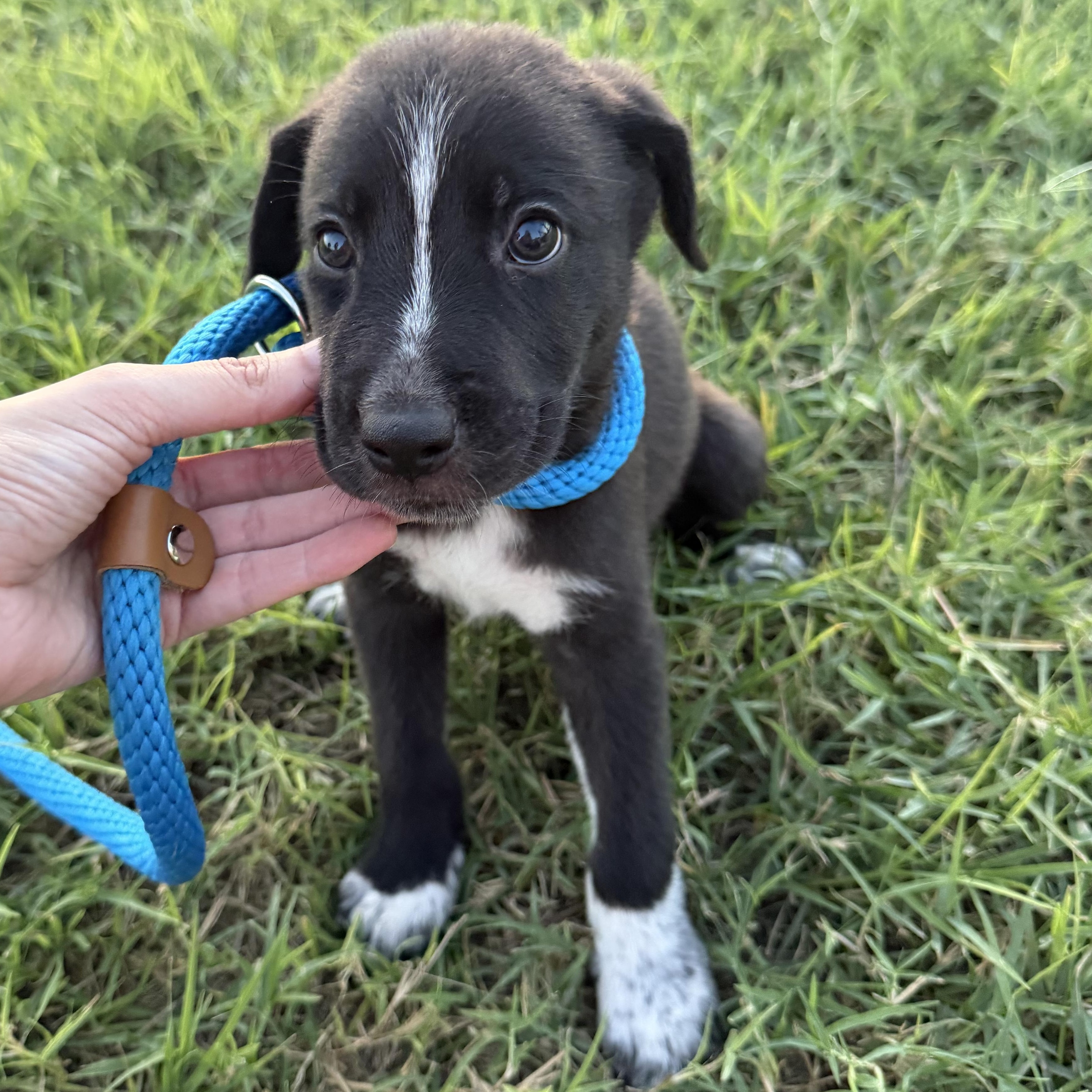 Enlarge Oak, a Adoptable mixed breed in Short Hills, NJ image 2/5