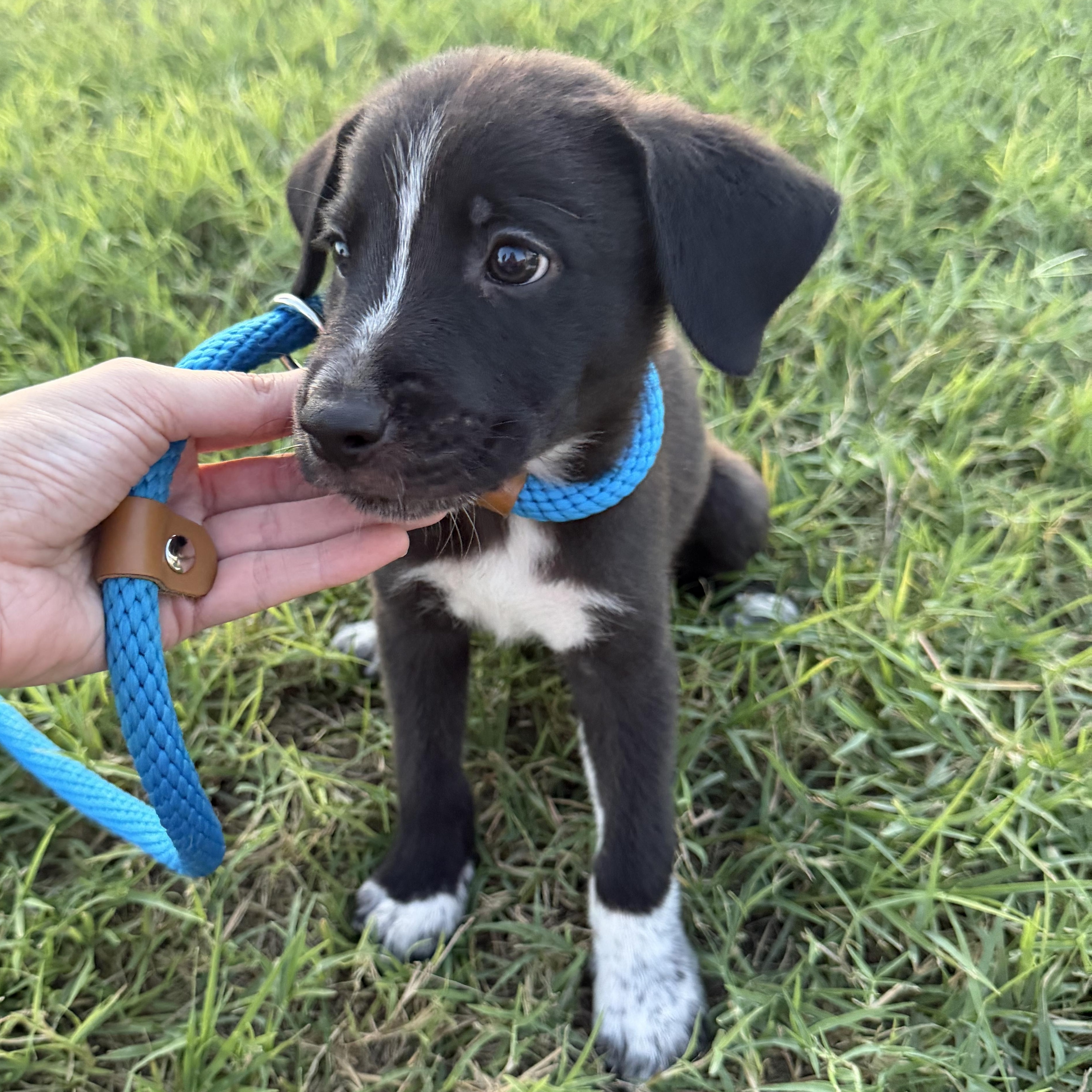 Enlarge Oak, a Adoptable mixed breed in Short Hills, NJ image 3/5