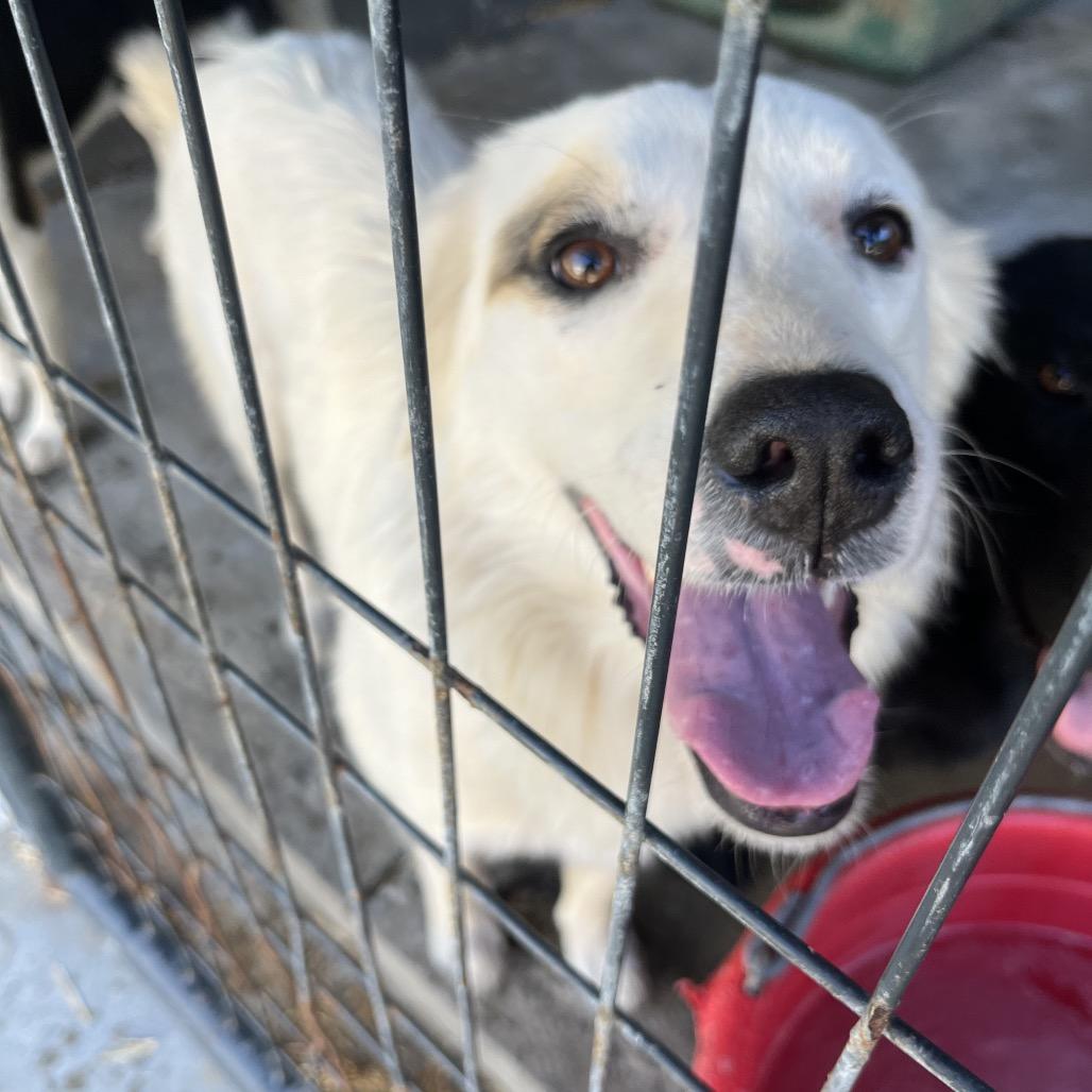 Zo, Adoptable, Adult Female Terrier.