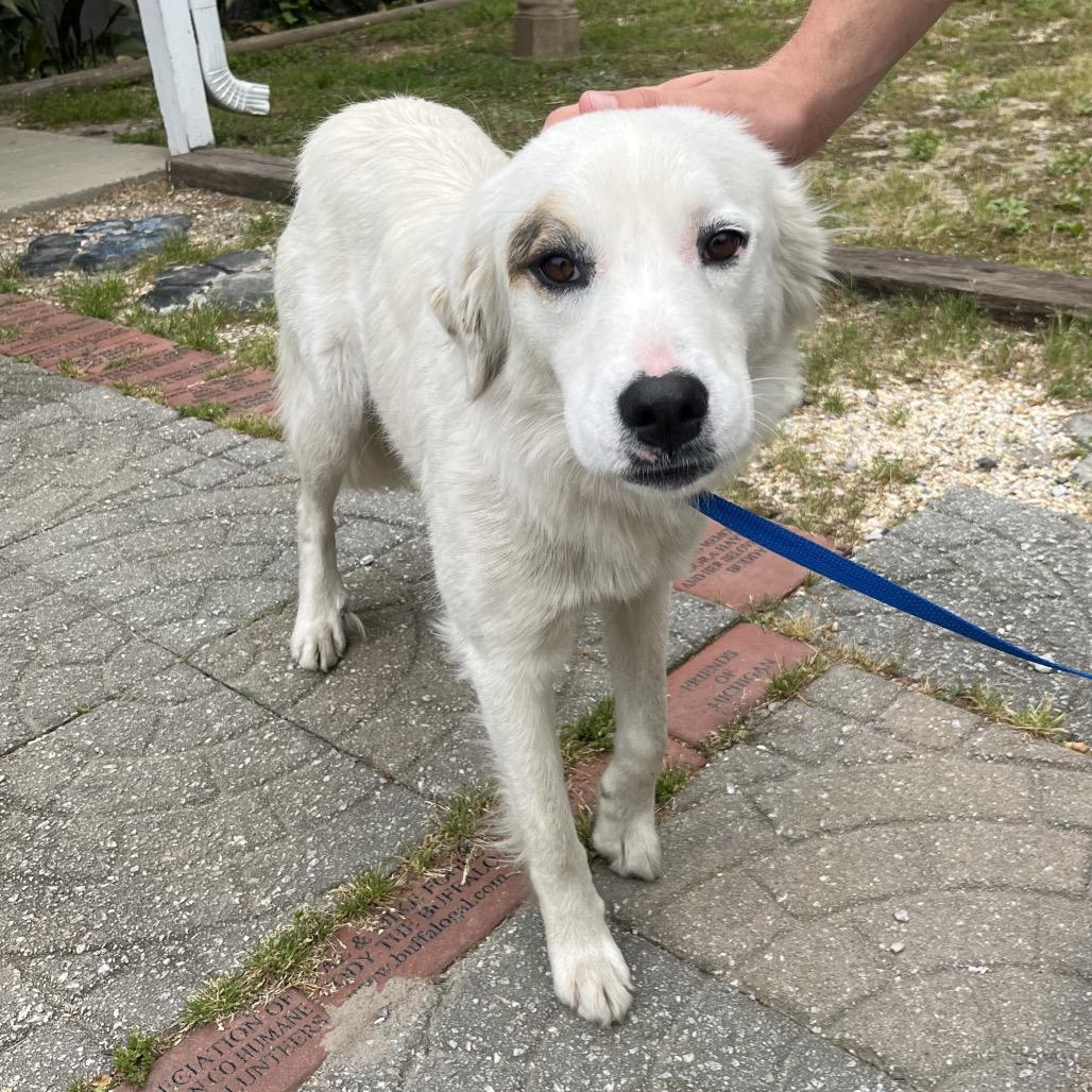 Enlarge Zo, a Adoptable Terrier in Clanton, AL image 2/2