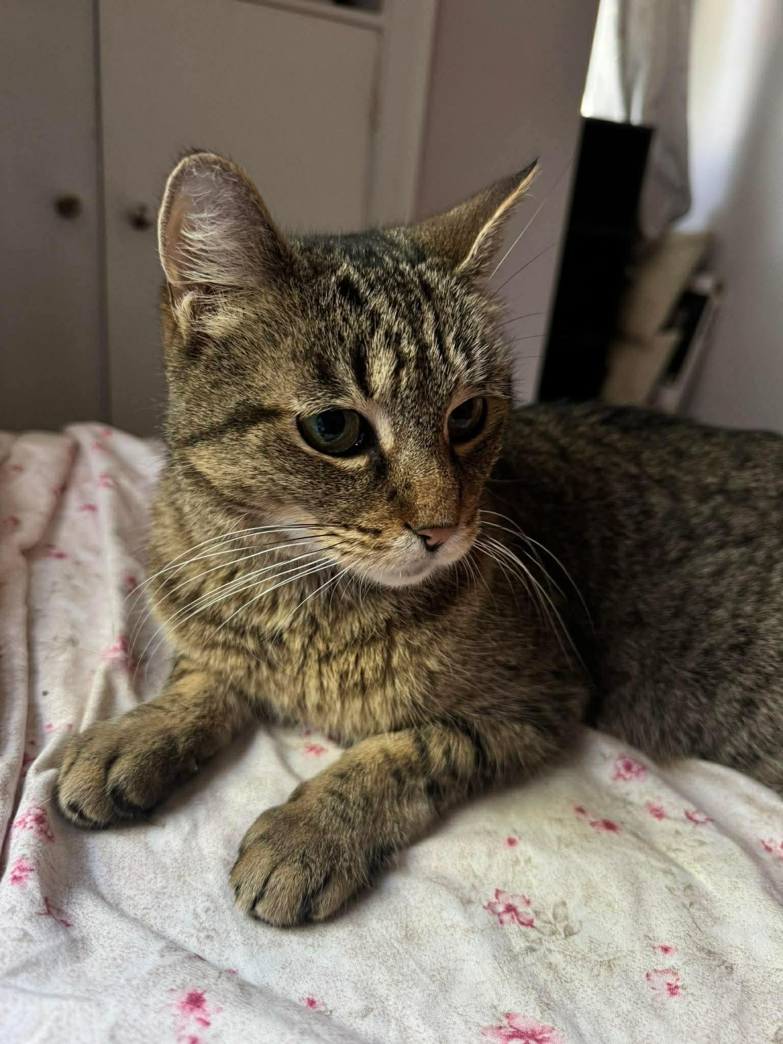 Missy, a ADOPTABLE Domestic Short Hair in Rochester , NY image 4/6