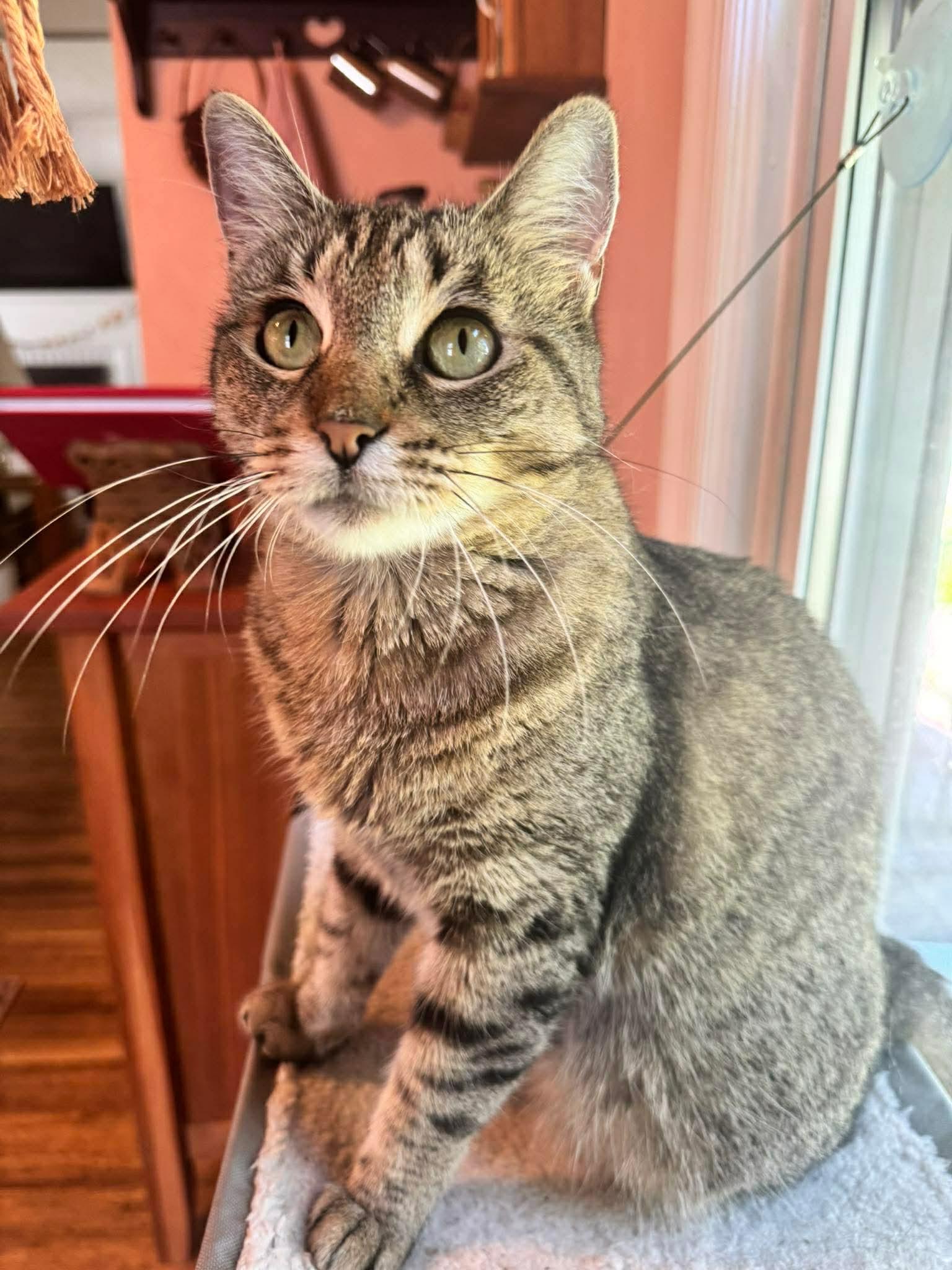 Enlarge Missy, a ADOPTABLE Domestic Short Hair in Rochester , NY image 5/6