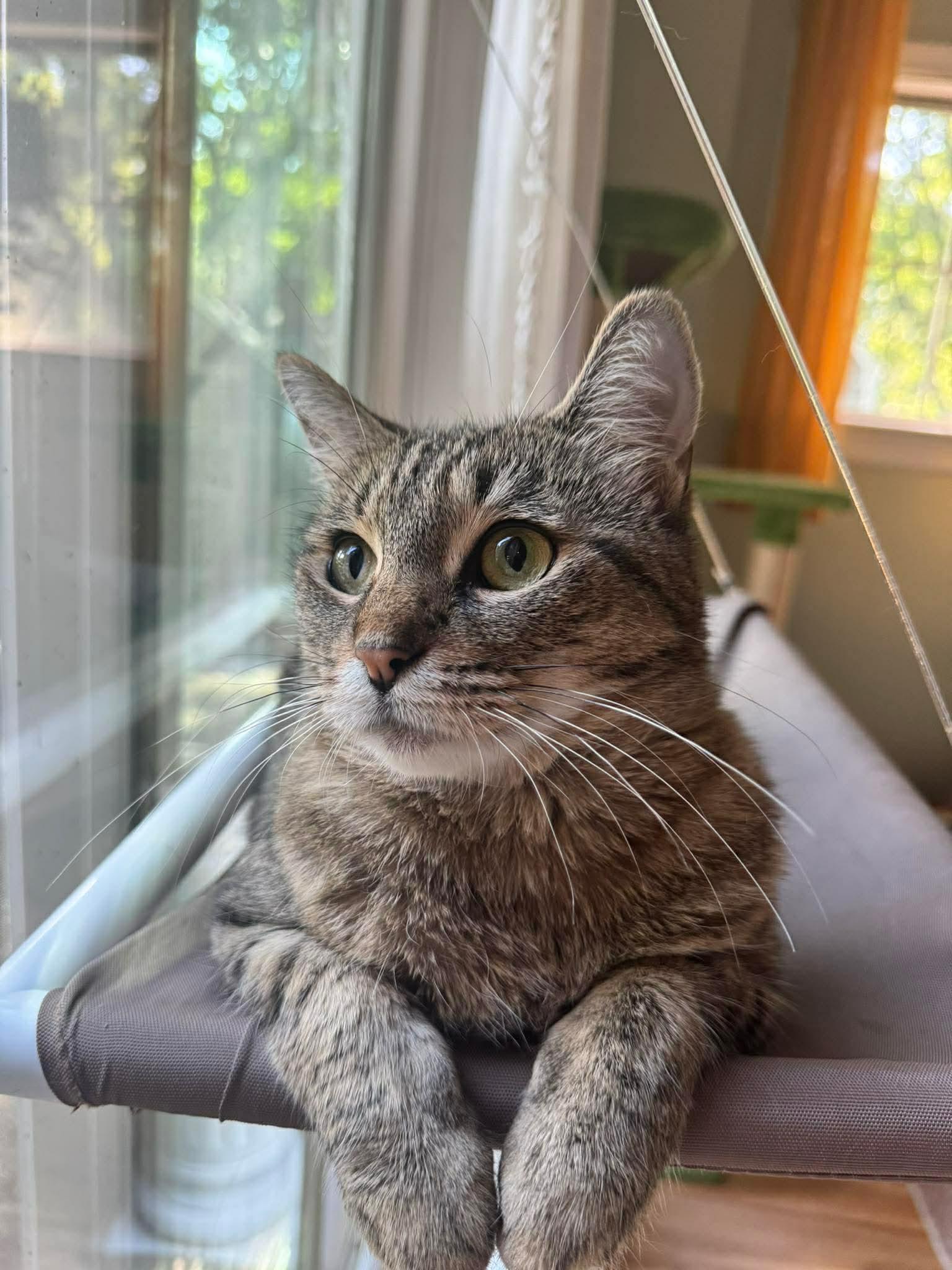 Enlarge Missy, a ADOPTABLE Domestic Short Hair in Rochester , NY image 6/6