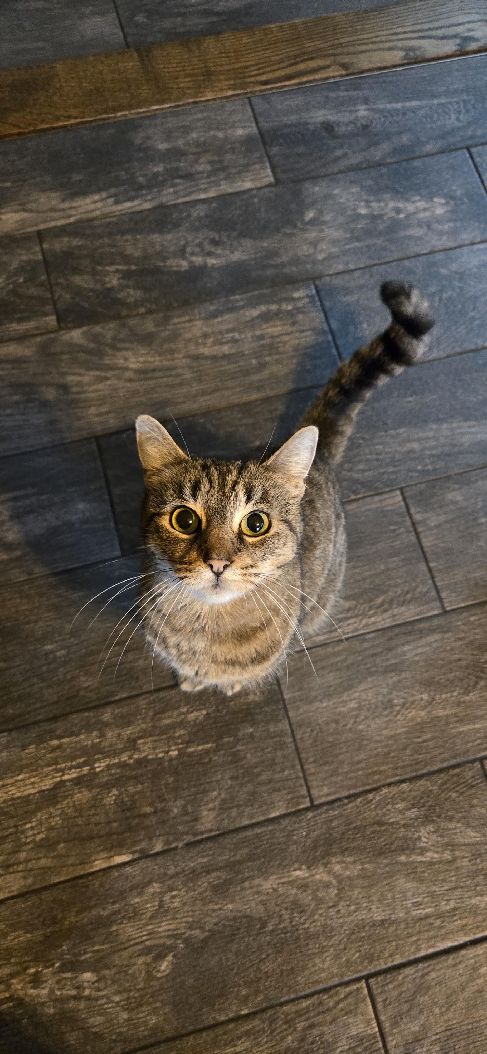 Enlarge Missy, a ADOPTABLE Domestic Short Hair in Rochester , NY image 3/6