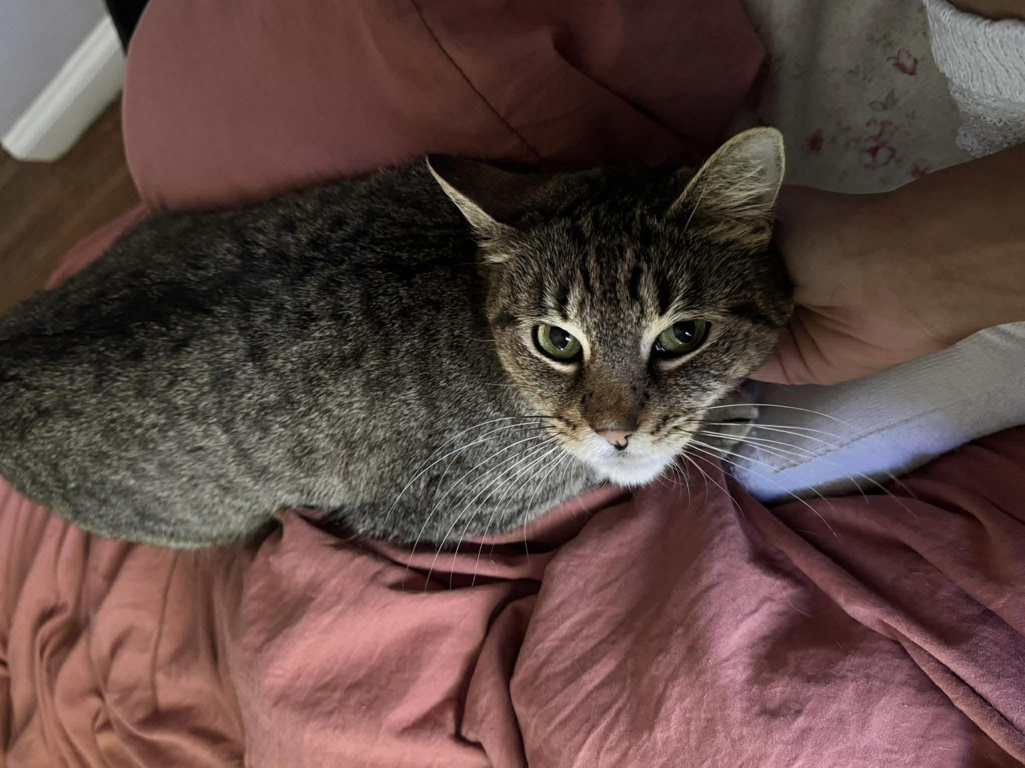 Missy, a ADOPTABLE Domestic Short Hair in Rochester , NY image 2/6