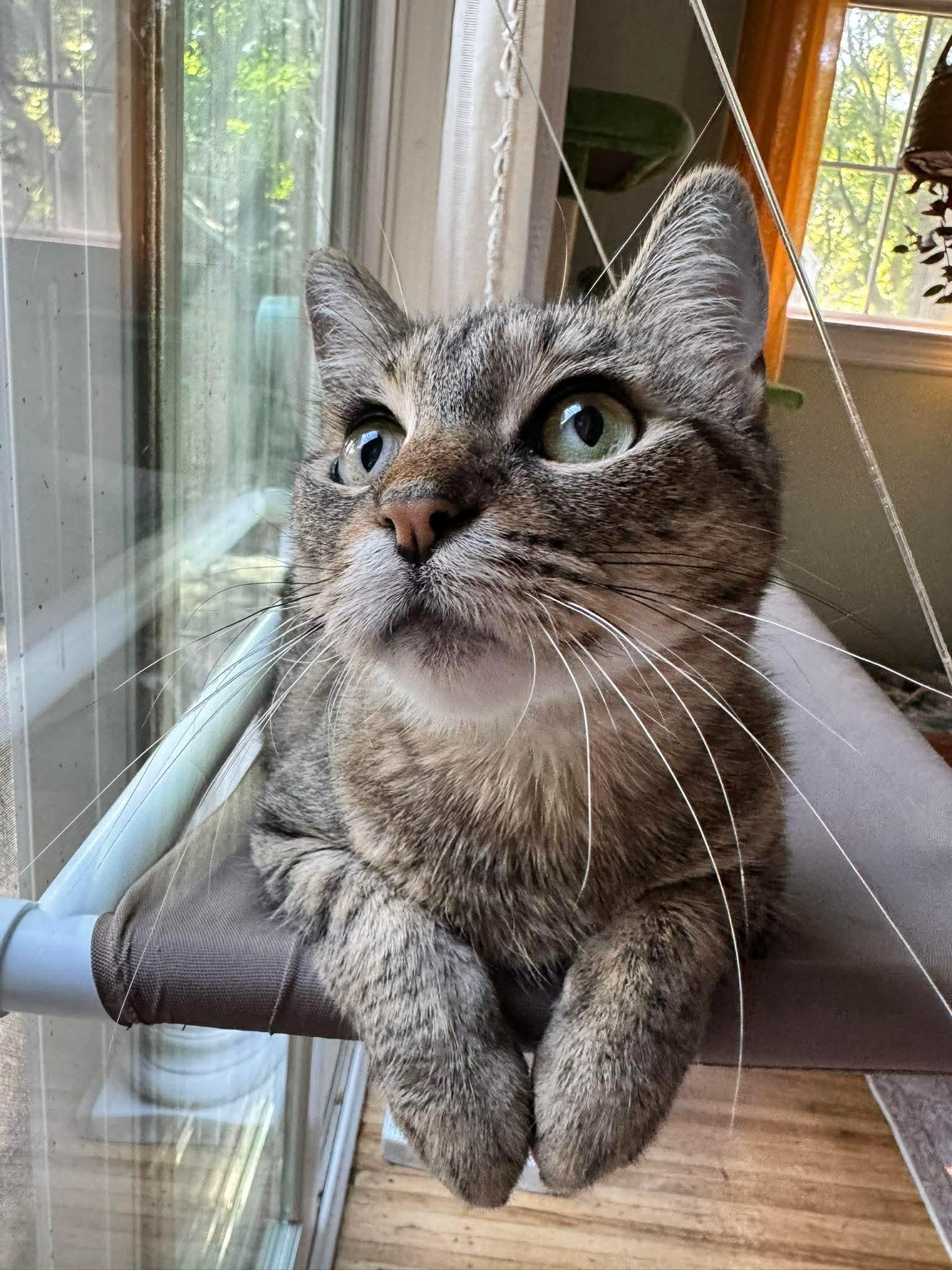 Enlarge Missy, a ADOPTABLE Domestic Short Hair in Rochester , NY image 2/6