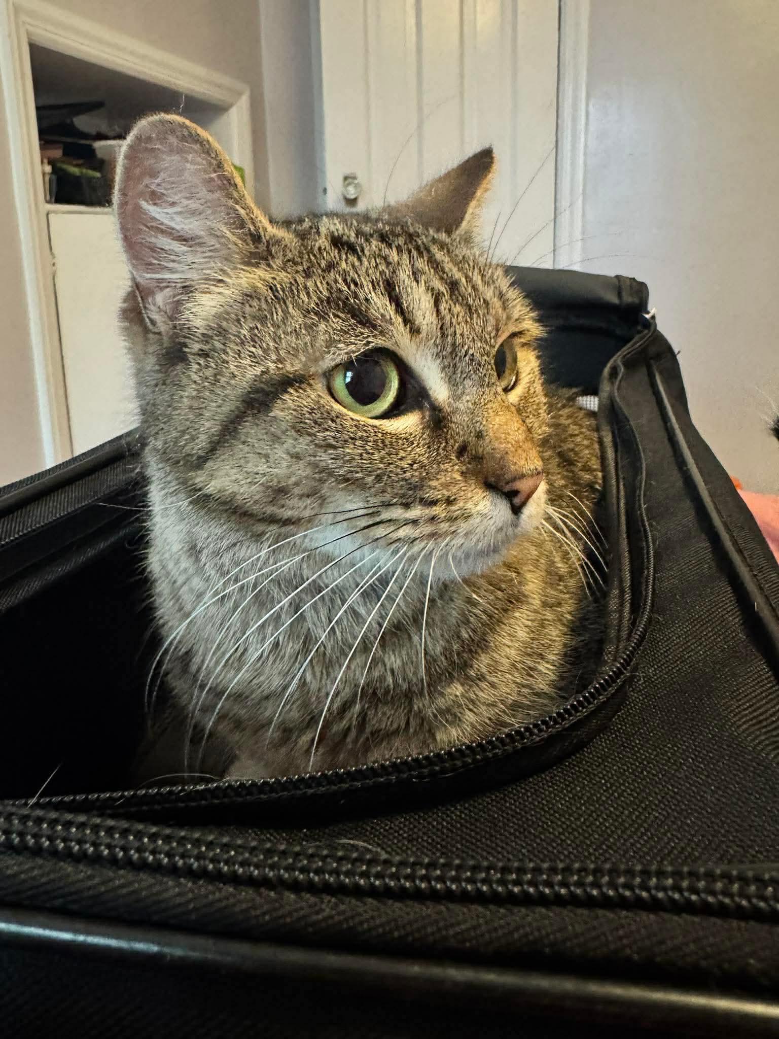 Missy, a ADOPTABLE Domestic Short Hair in Rochester , NY image 5/6
