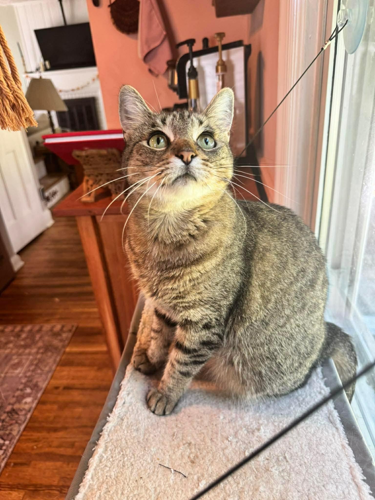 Enlarge Missy, a ADOPTABLE Domestic Short Hair in Rochester , NY image 4/6