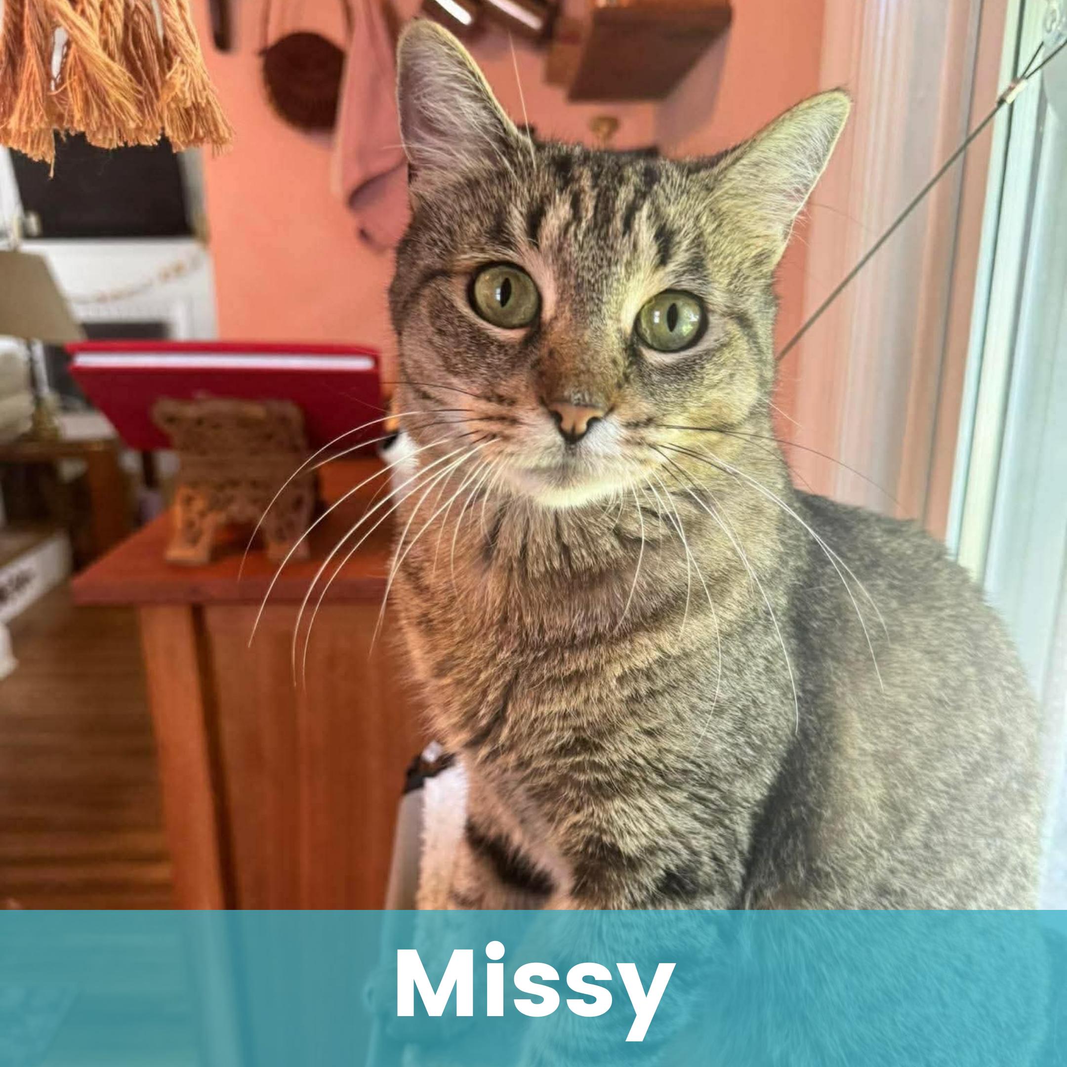 Enlarge Missy, a ADOPTABLE Domestic Short Hair in Rochester , NY image 1/6