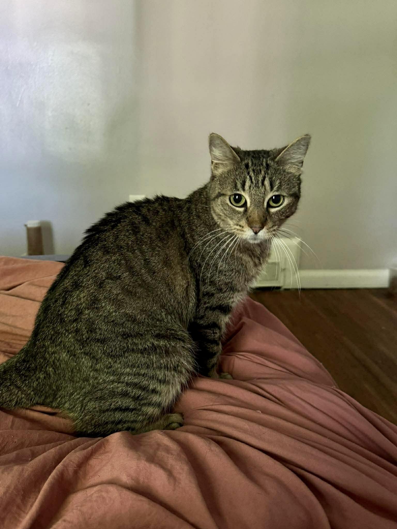 Missy, a ADOPTABLE Domestic Short Hair in Rochester , NY image 6/6