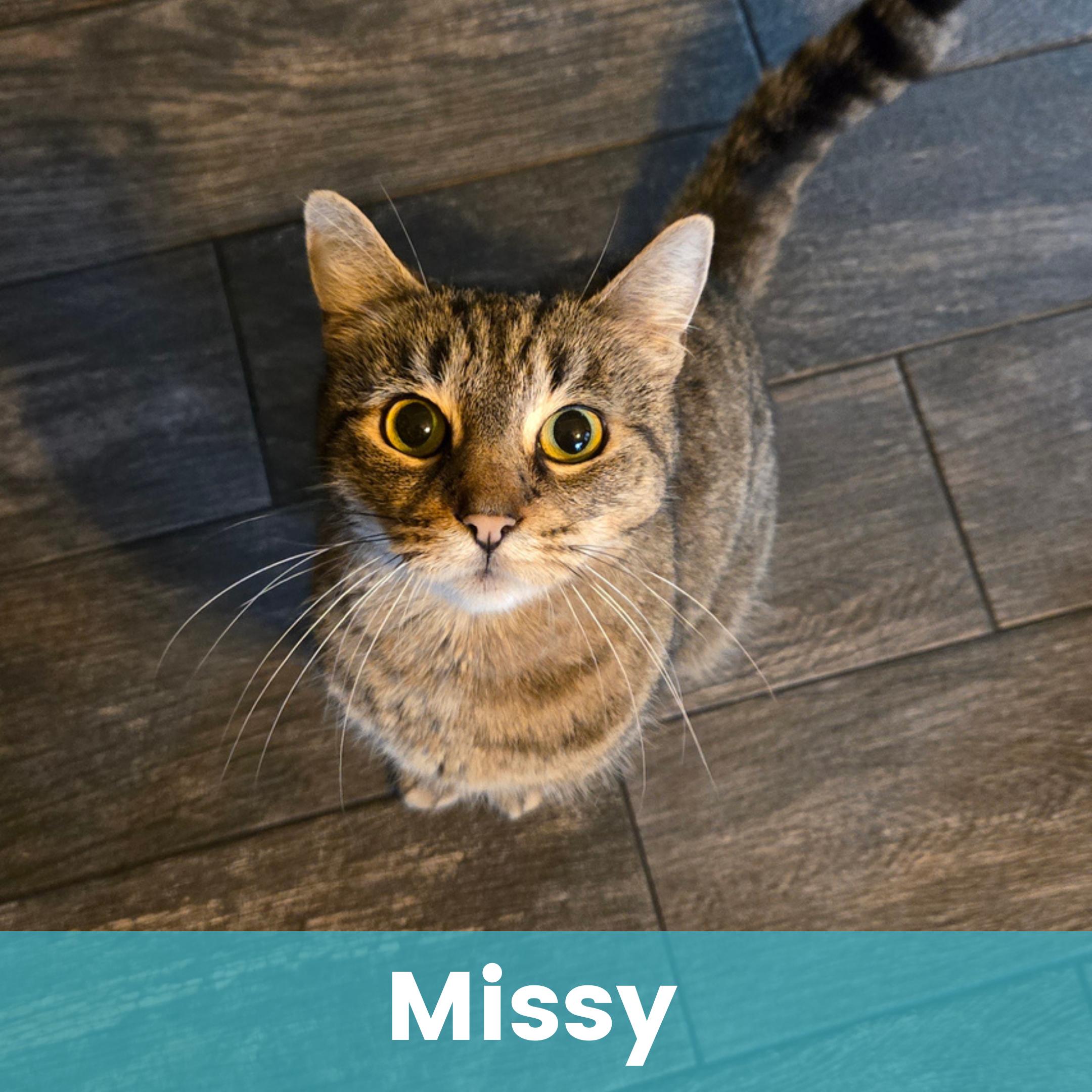 Missy, ADOPTABLE, Young Female Domestic Short Hair.