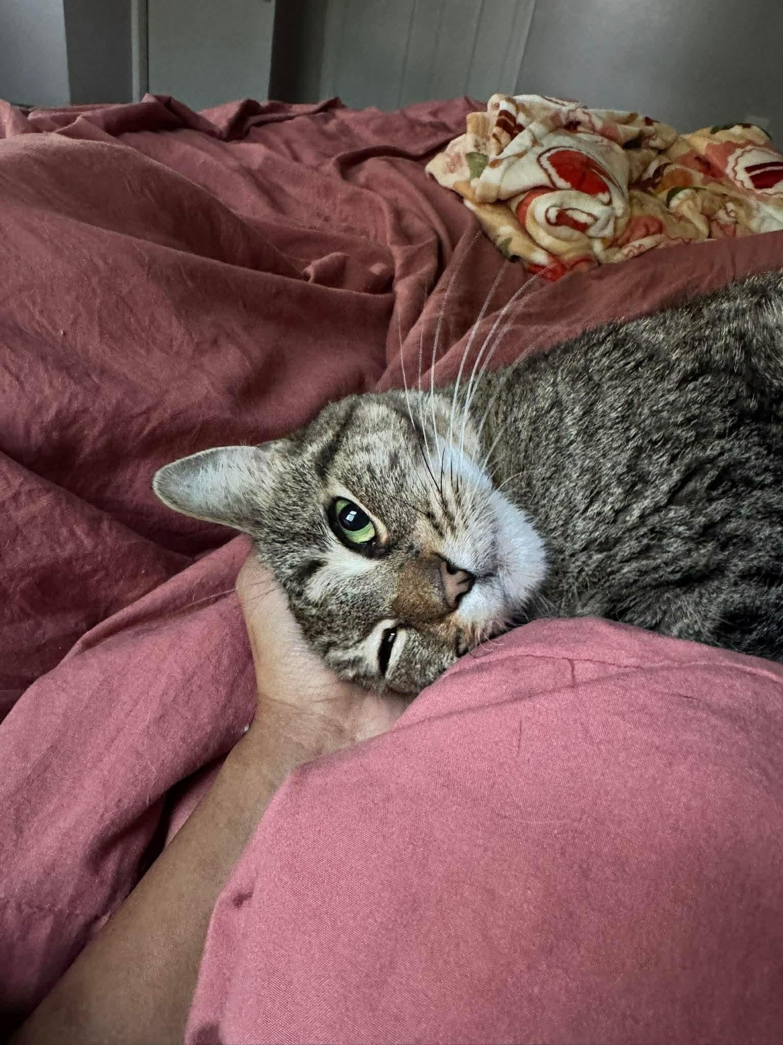 Missy, a ADOPTABLE Domestic Short Hair in Rochester , NY image 3/6
