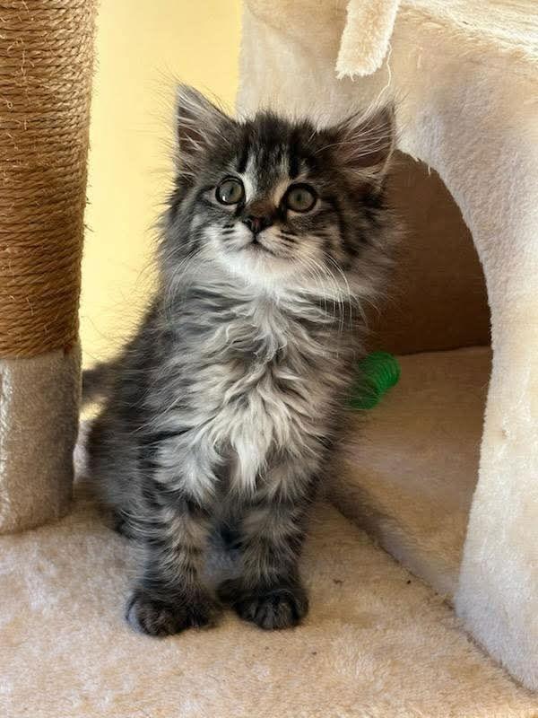 Marmalade, Adopted, Young Female Maine Coon & Tabby.
