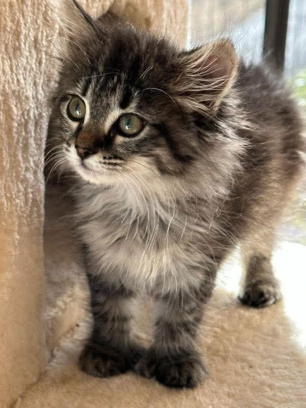 Enlarge Marmalade, a Adopted mixed breed in Knoxville, TN image 2/3