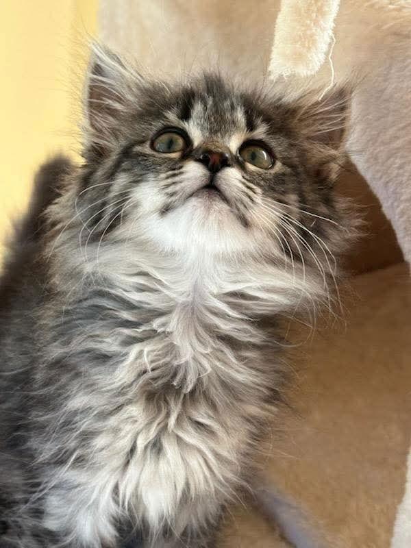 Enlarge Marmalade, a Adopted mixed breed in Knoxville, TN image 3/3