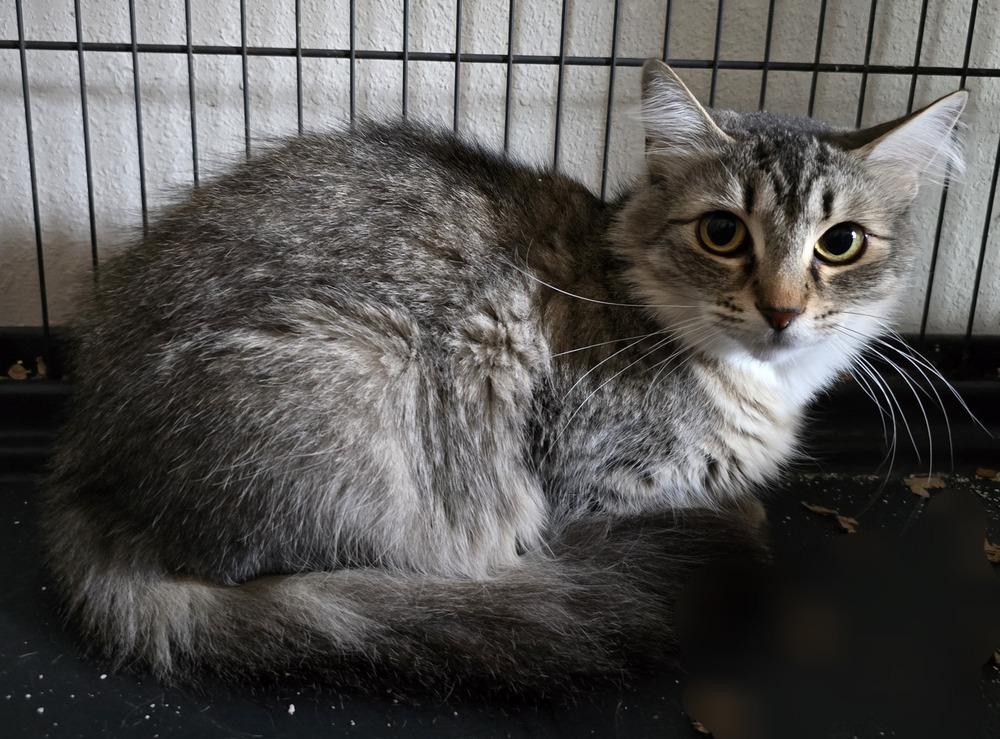 Pablo, Adoptable, Adult Female Domestic Long Hair.