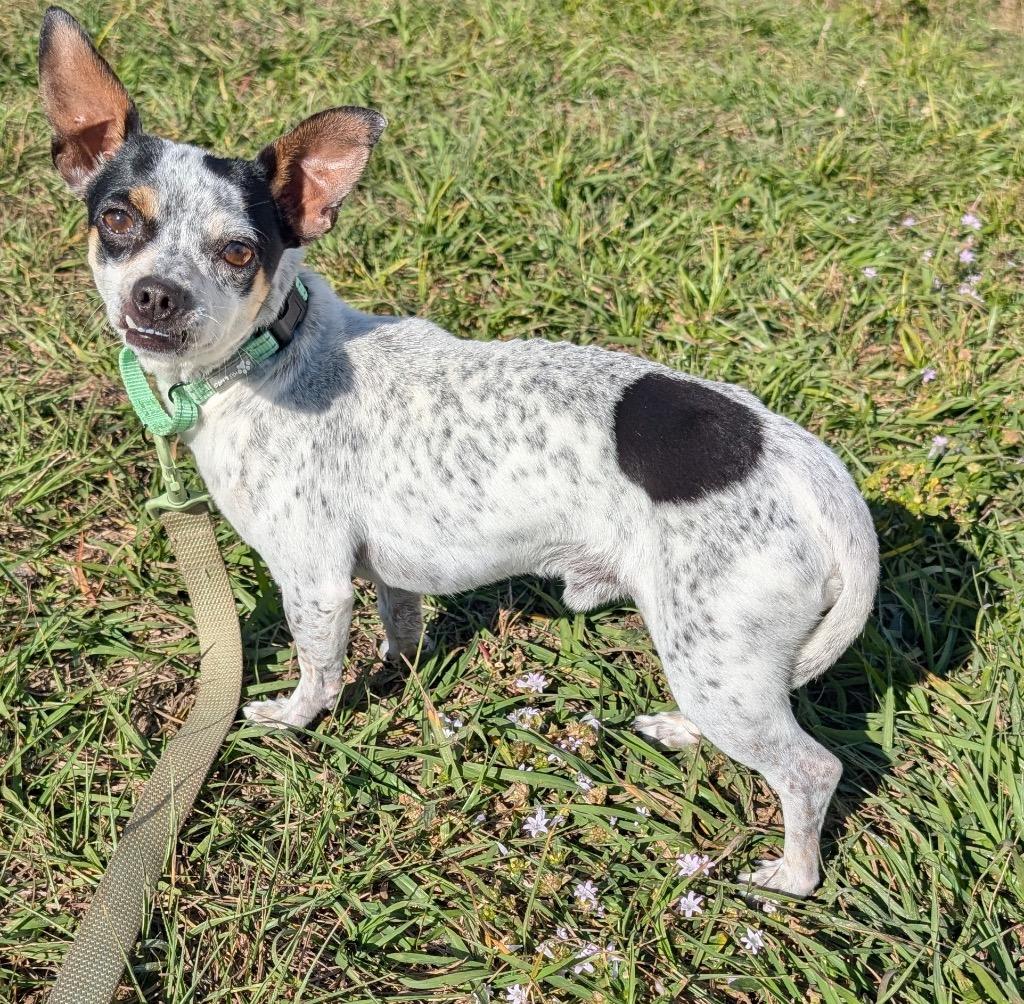Cowboy-8lb Friendly Guy!, Adoptable, Adult Male Chihuahua & Mixed Breed.