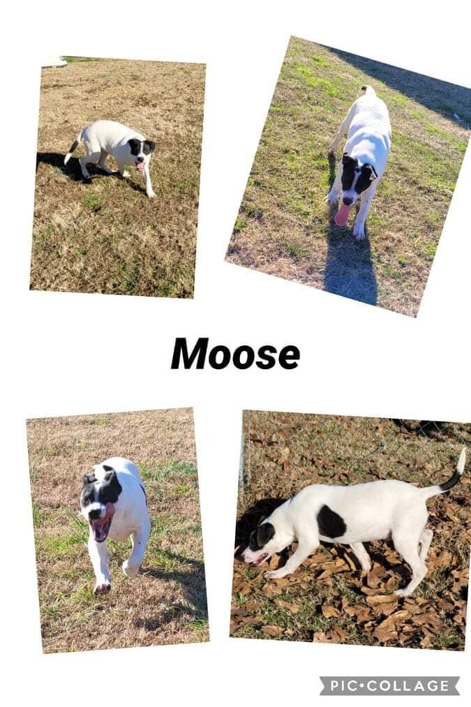 Enlarge Moose, a Adoptable mixed breed in Manchester, CT image 1/2