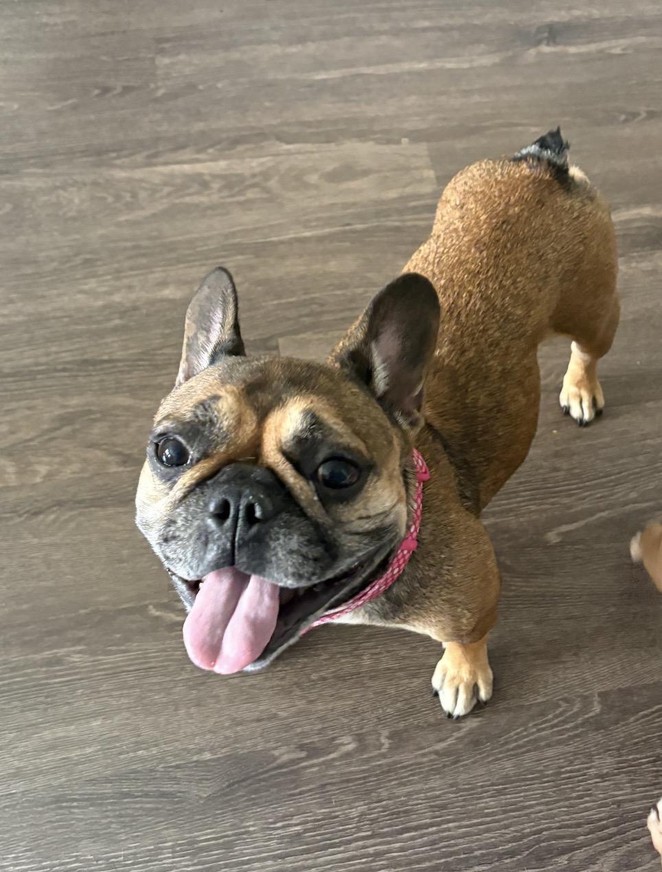 Valentina (Nina), Adoptable, Adult Female French Bulldog.