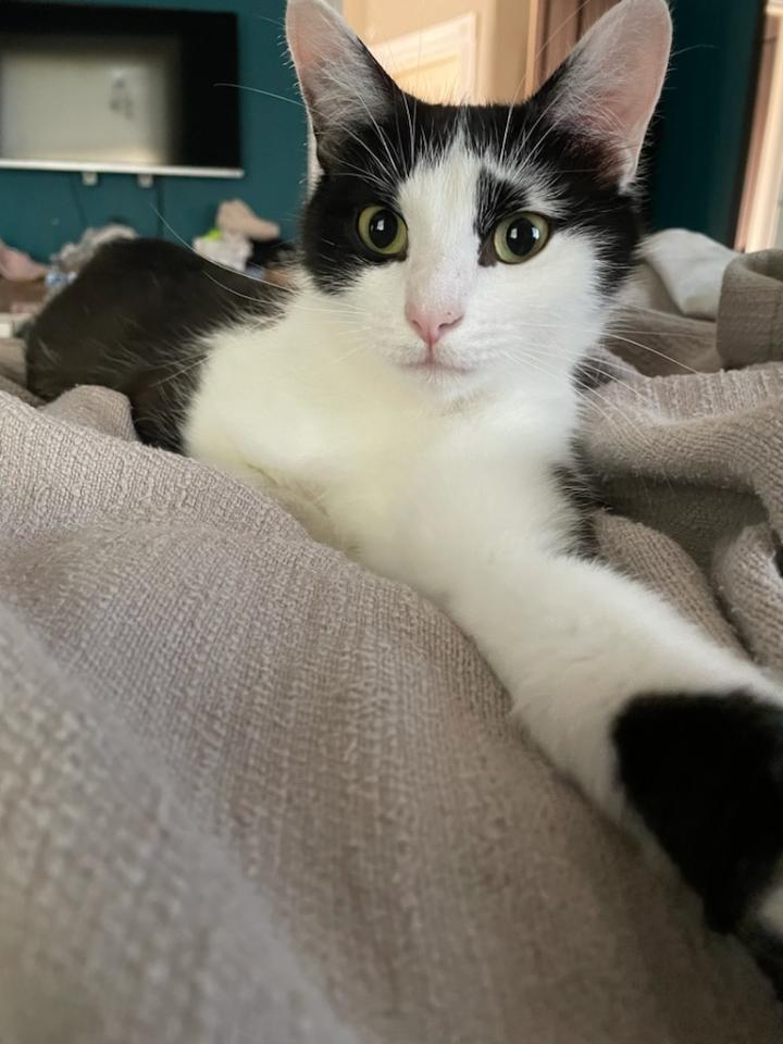 Pancake, Adoptable, Adult Female Domestic Short Hair.